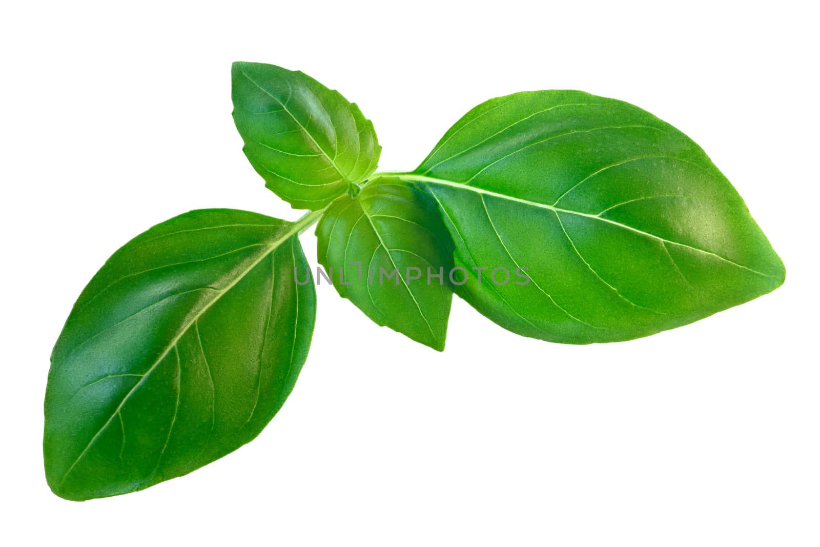 Fresh green basil (basilicum ocimum), organic, Genovese variety. Clipping path, infinite depth of field