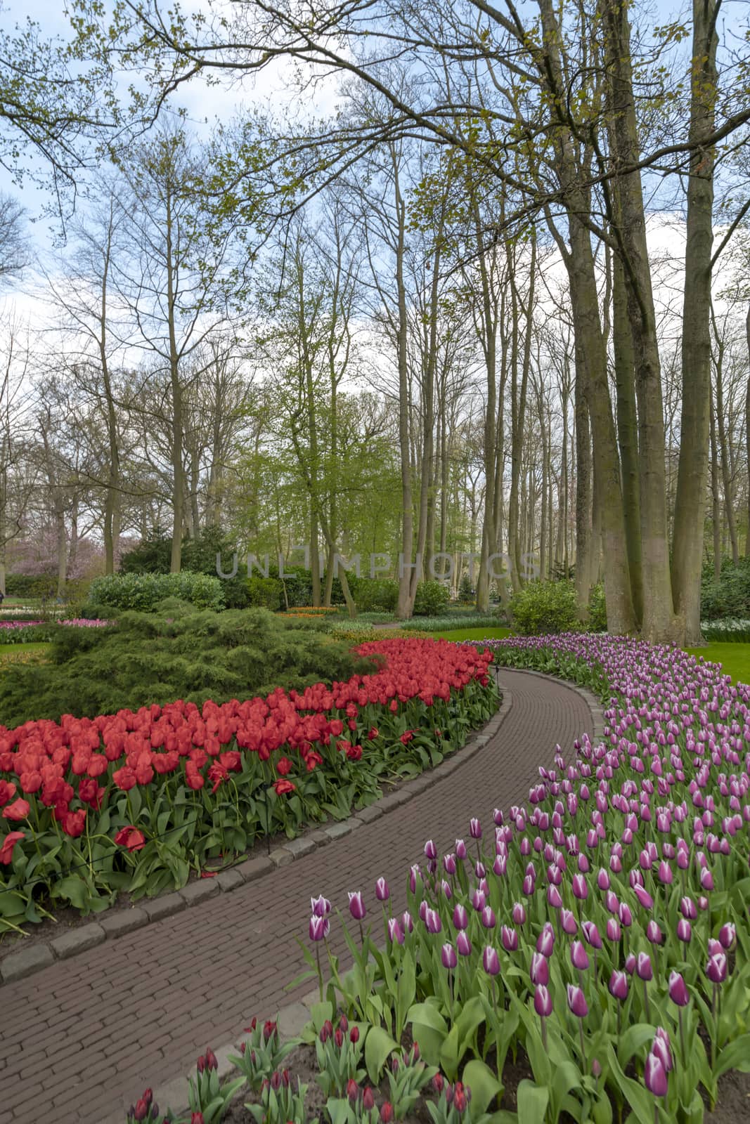 Pure red and pink white color tulips blossom blooming under a very well maintained garden in spring time by ankorlight