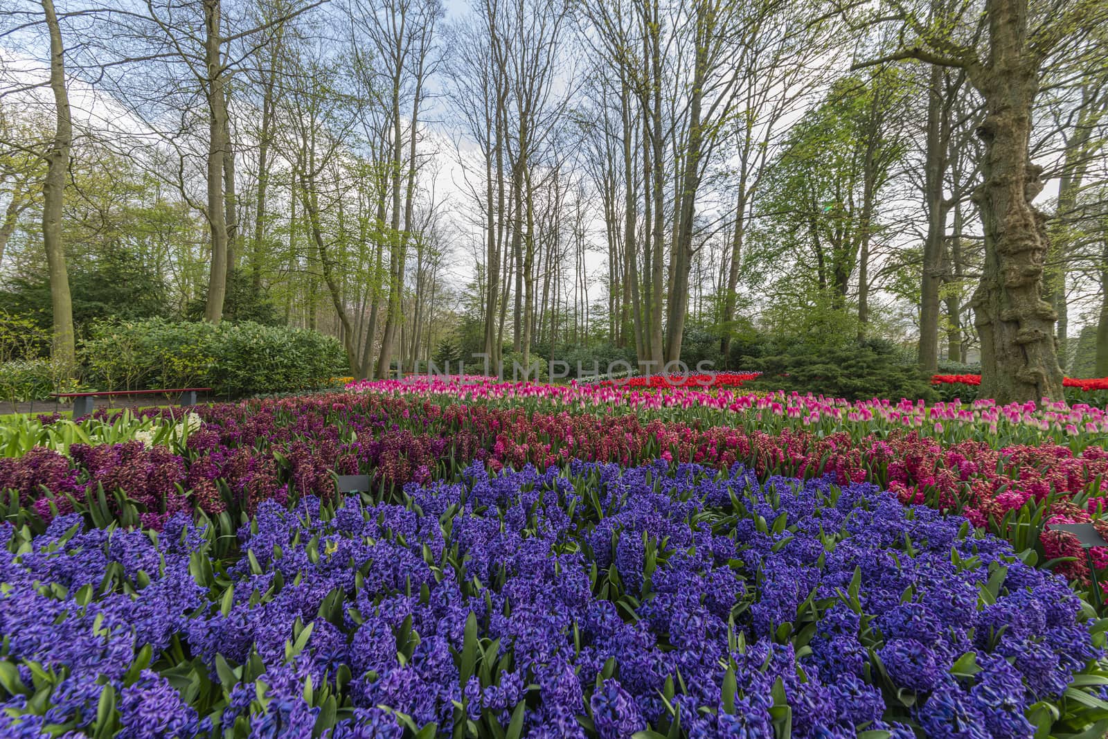 Blue hyacinth, pure red, pink white color tulips blossom blooming under a very well maintained garden in spring time