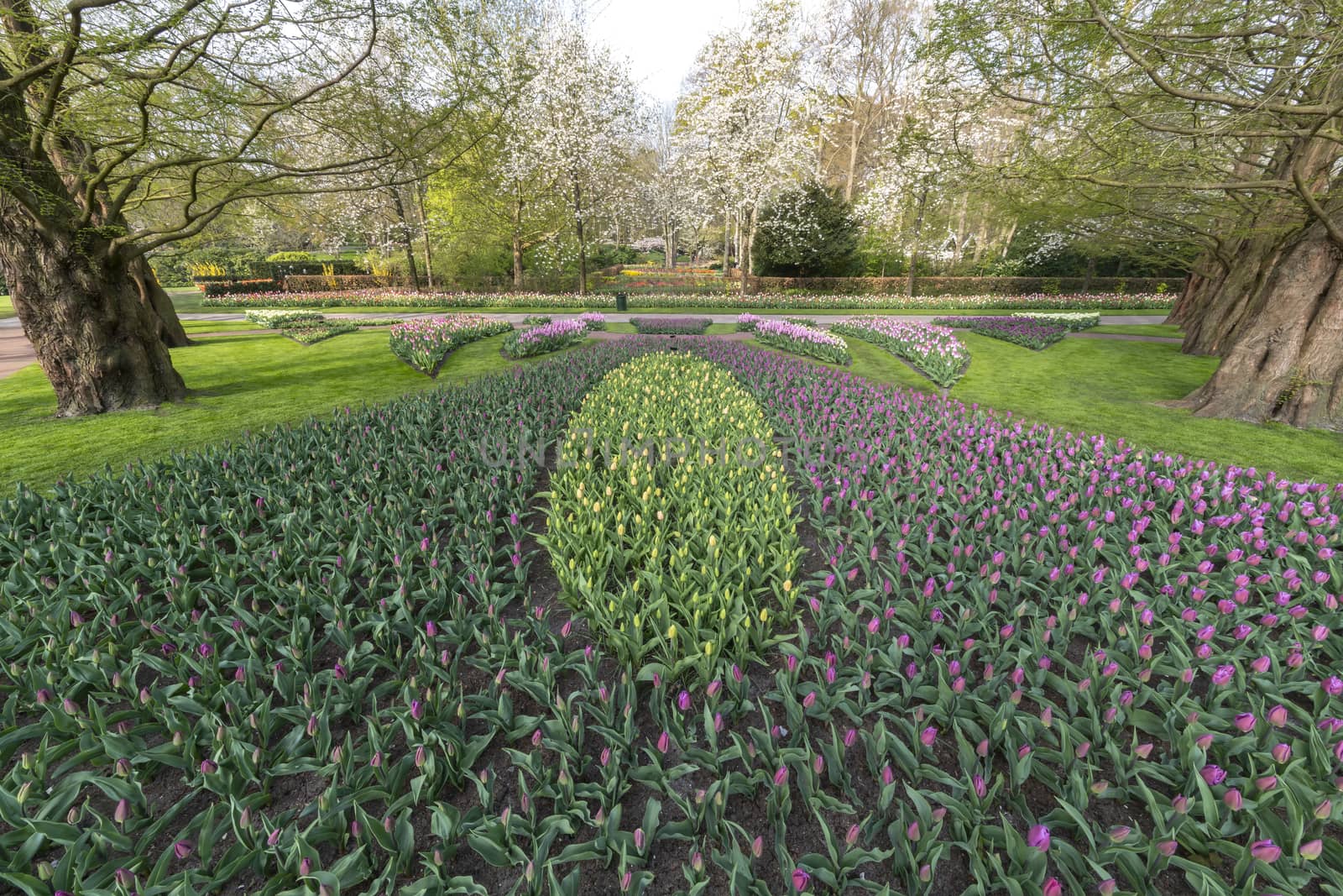 Purple tulips blossom blooming under a very well maintained garden in spring time