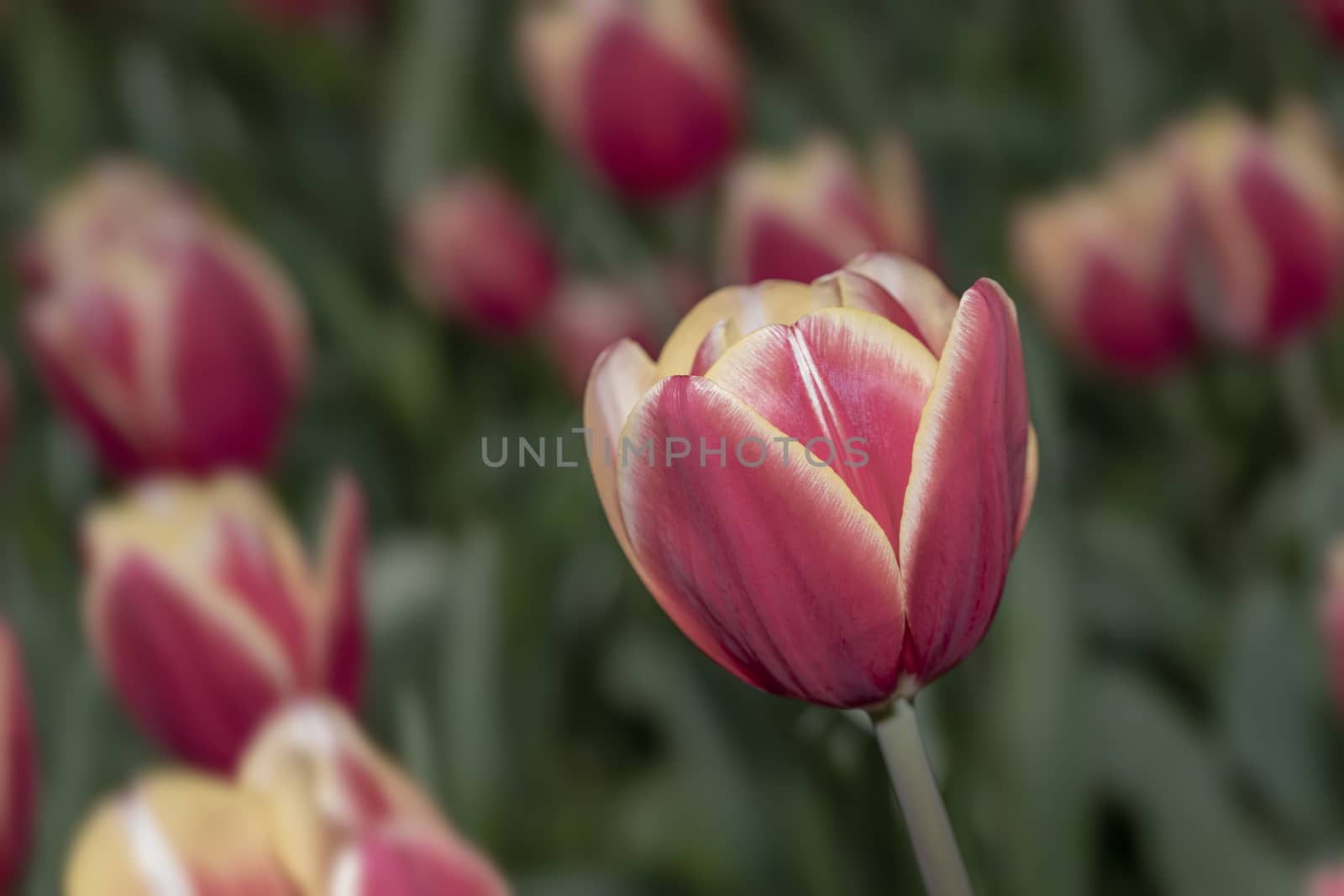 Close up of red and yellow tulips blossom flower field by ankorlight