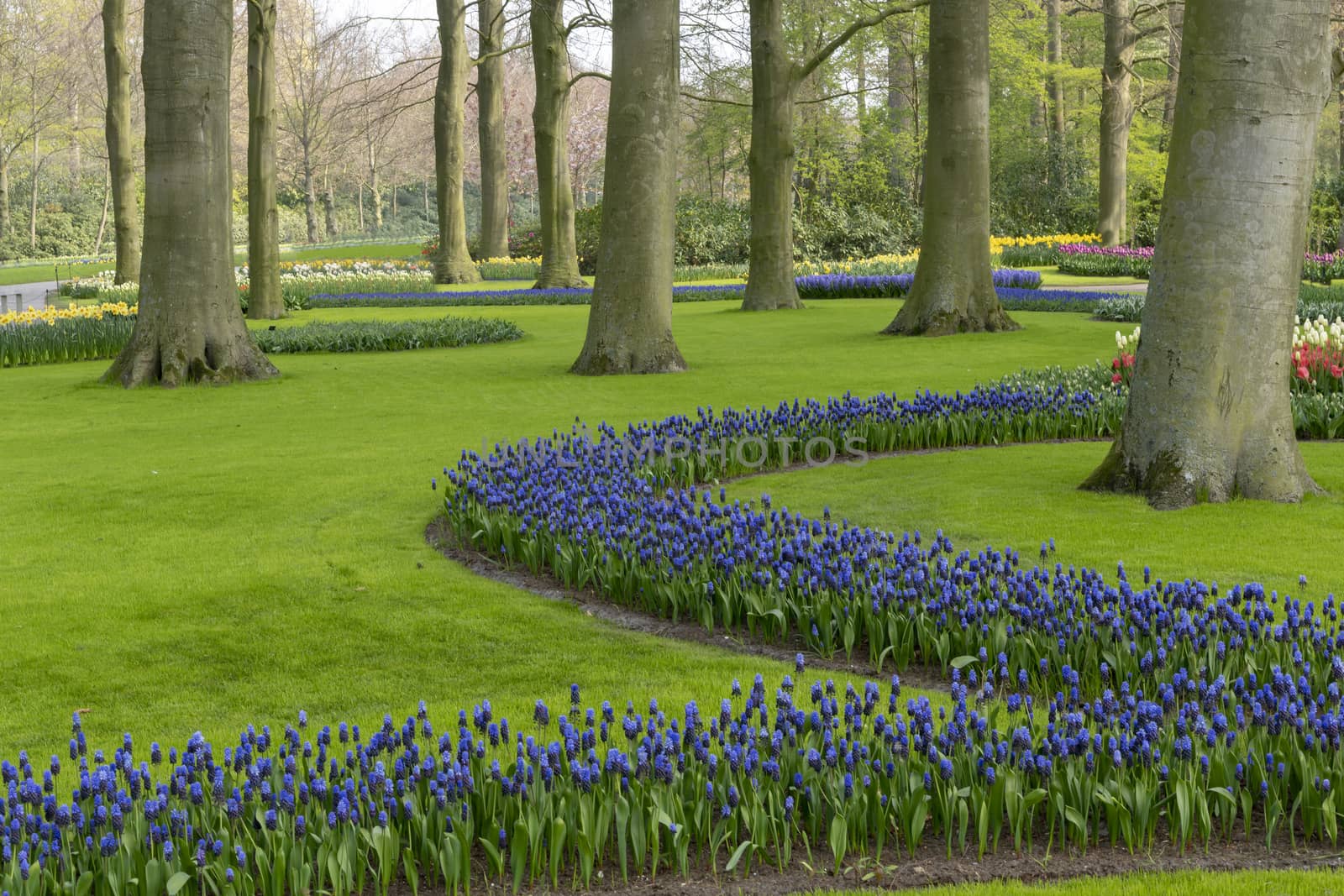 Blues flowers growing around trees and green grass in a well maintained spring garden in Netherlands