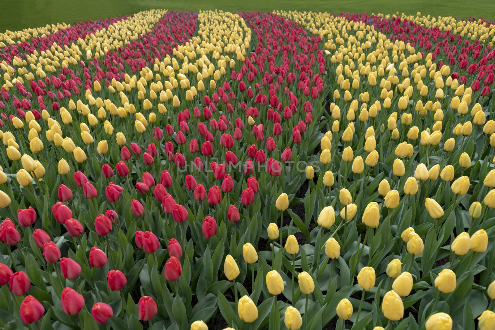 Duo color red and yellow tulips flowers blooming in curve shape on a well maintained green grassed garden in spring time by ankorlight