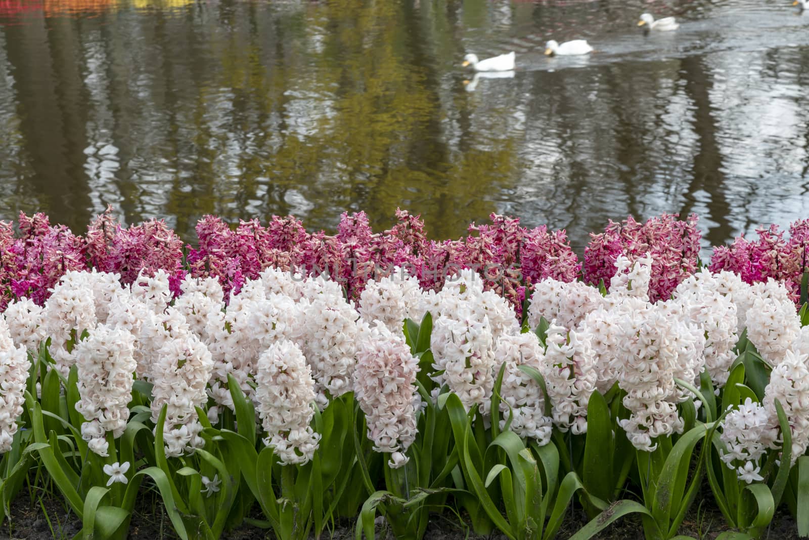 White and pink hyacinth flower at the ed of the canal with white blurry duck passing by