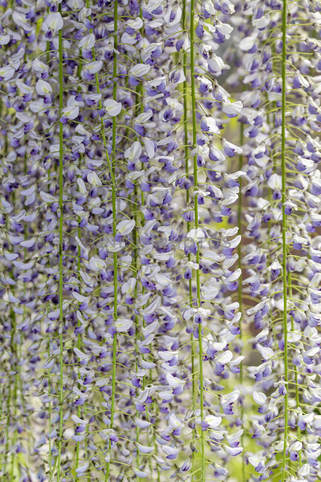 Group of Wisteria flowers forming a fence again a green wall