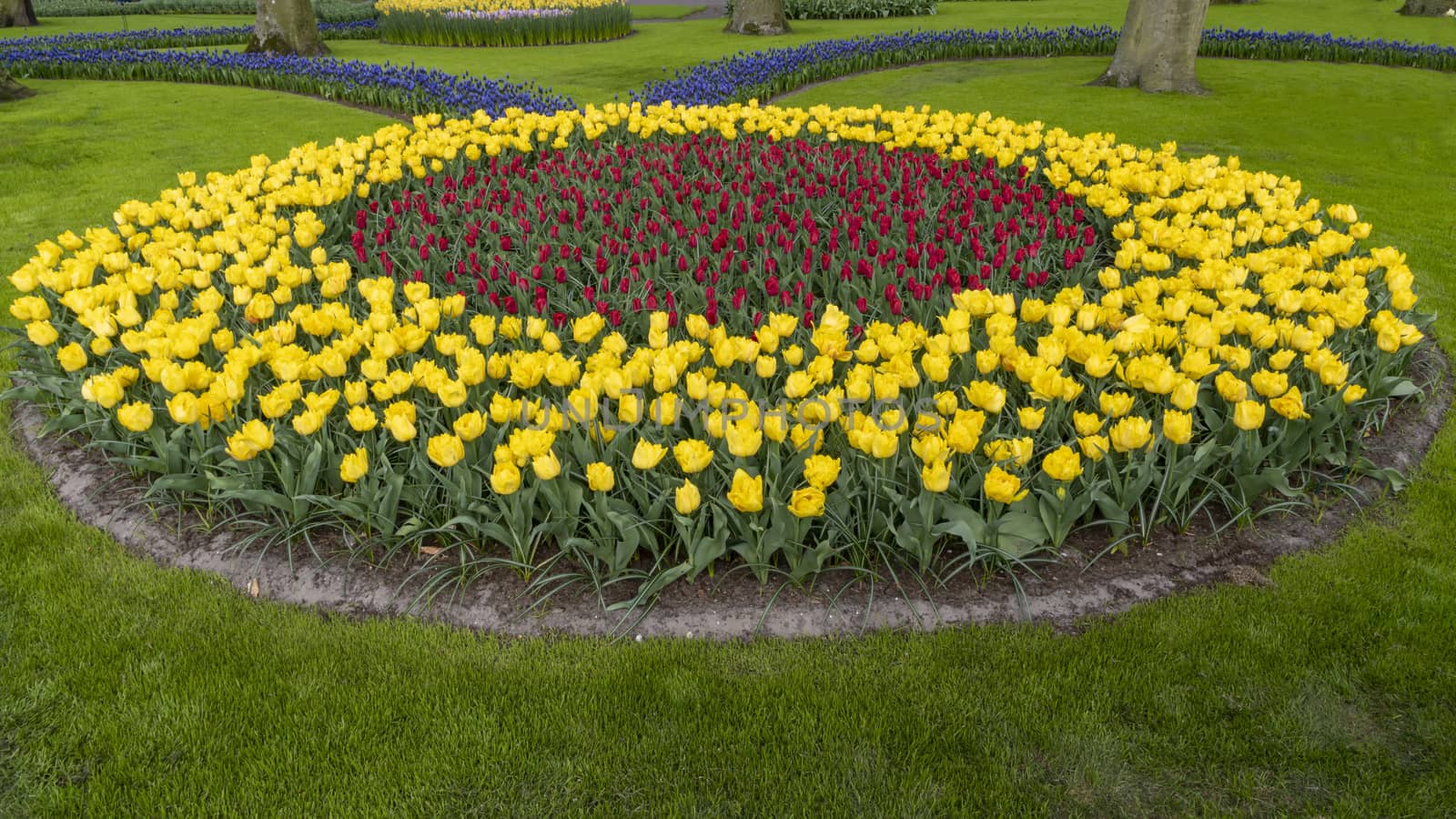 Circular bouquet shape of tulips blossom growing under a bright spring sun light in a well maintained garden