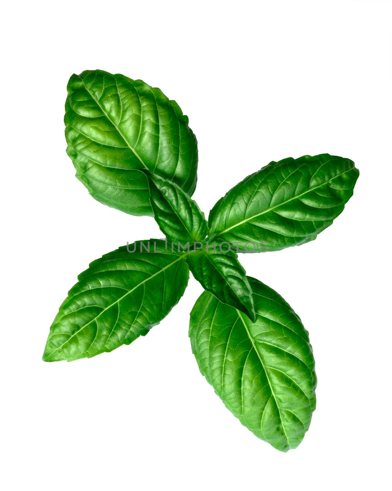 Fresh basil (basilicum ocimum) leaves, Toscano variety. Flat lay, top view, clipping path, infinite depth of field
