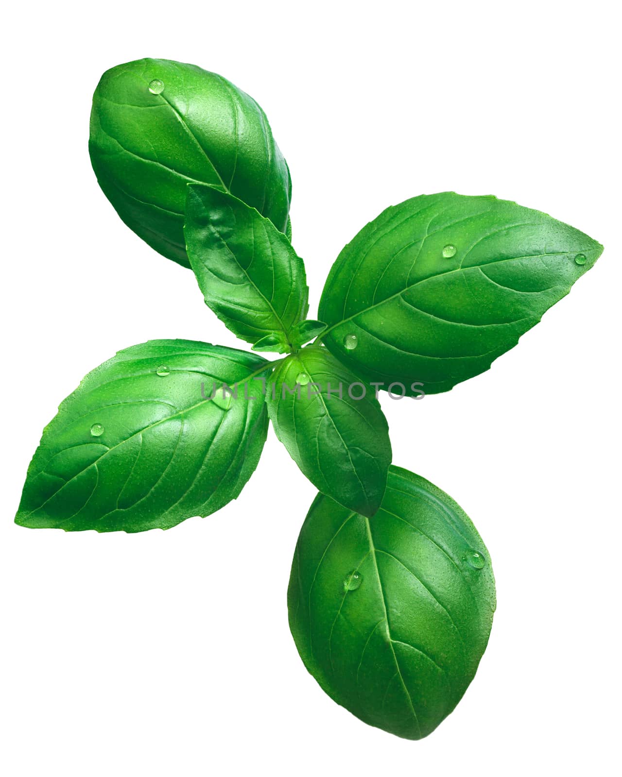 Fresh green basil (basilicum ocimum), organic, Genovese variety. Clipping path, infinite depth of field