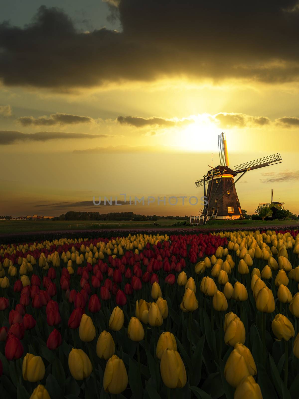 Dutch spring sunset on the windmills and the tulips farm with red and yellow tulips flowers blossoms  by ankorlight