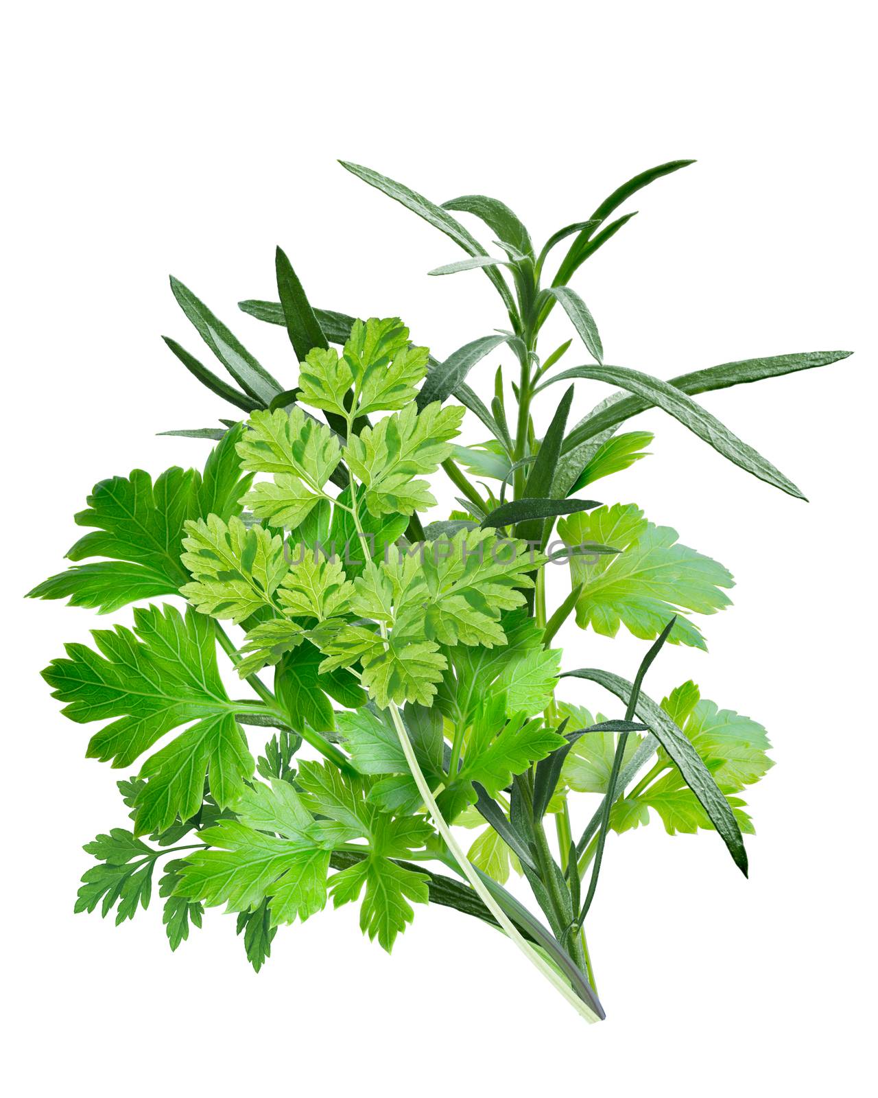 Fines herbes, a combination of Parsley,Chervil, Tarragon. French cuisine. Clipping path, infinite depth of field