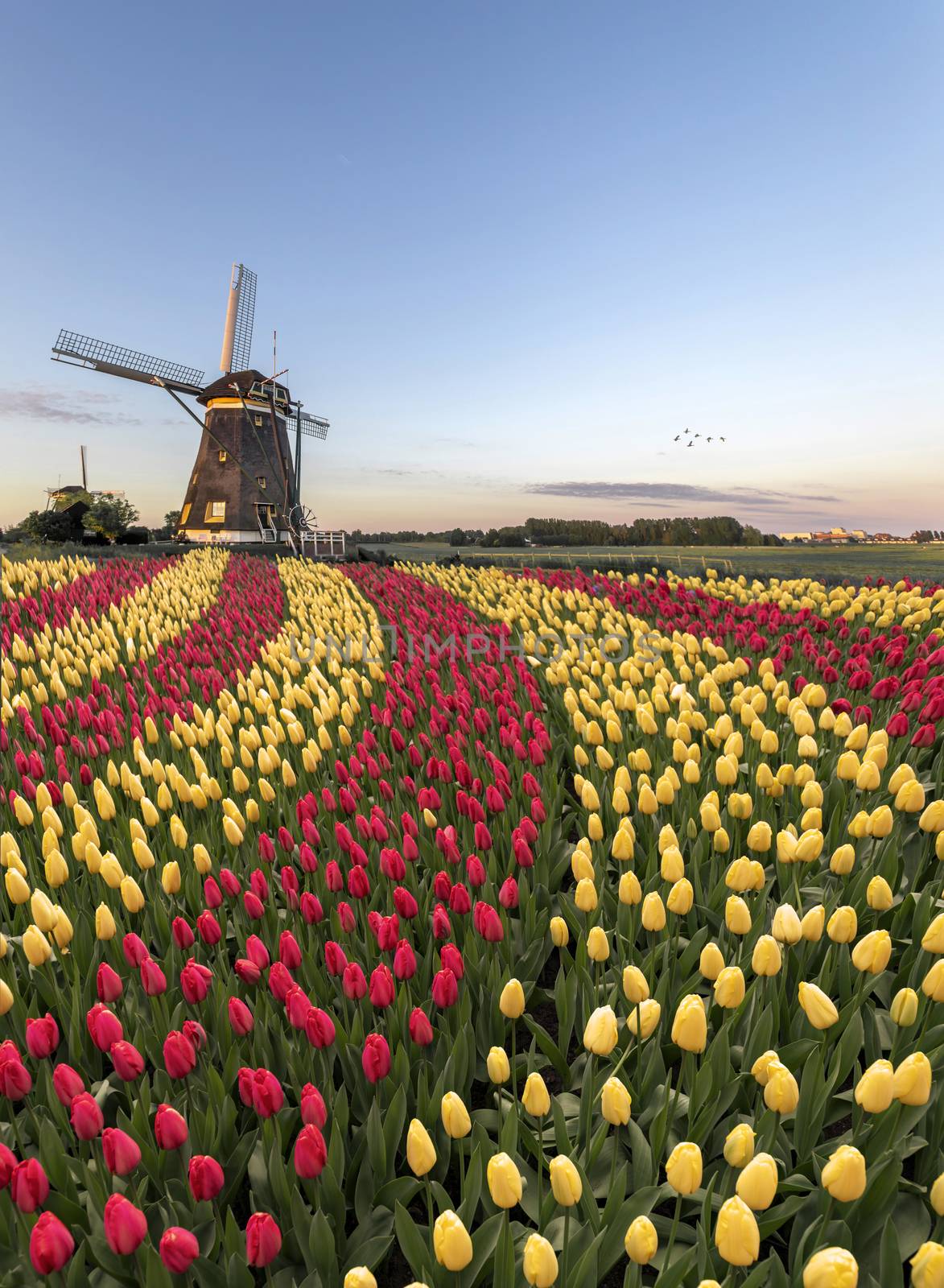 Duo color red and yellow tulips flowers blooming in curve shape against Dutch windmills during spring the rise by ankorlight