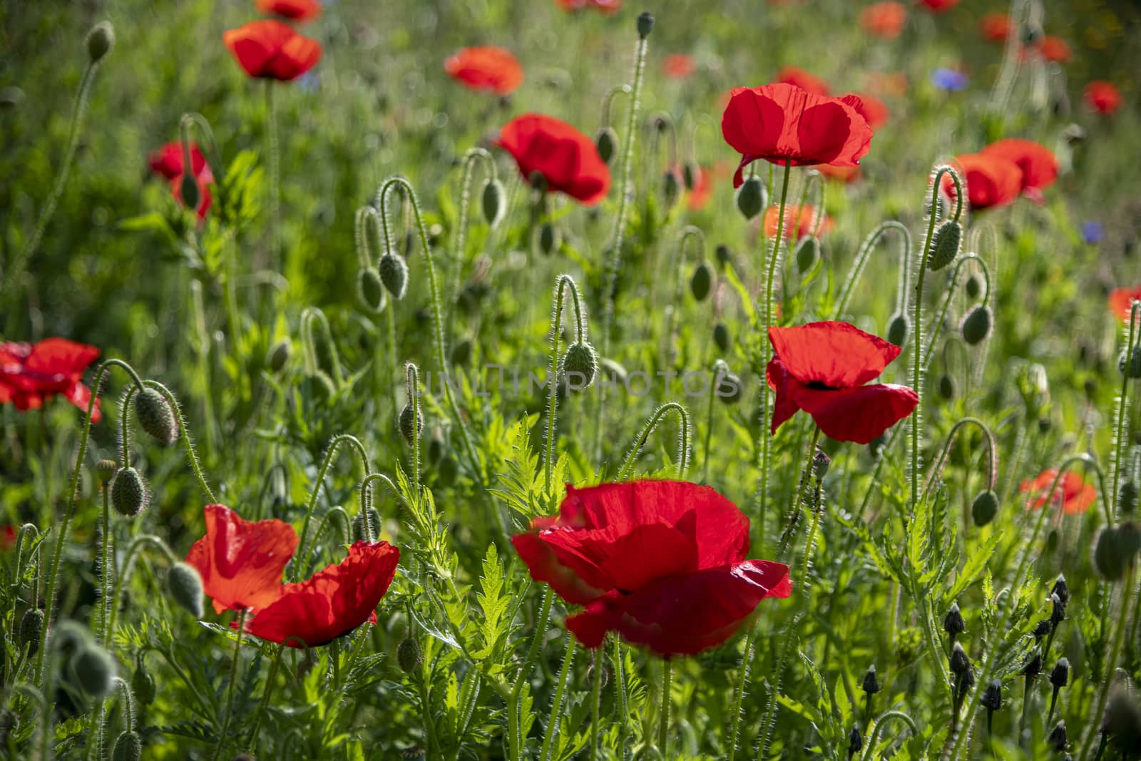 Close-up of blossoming red poppy surrounded by buds and bees by ankorlight