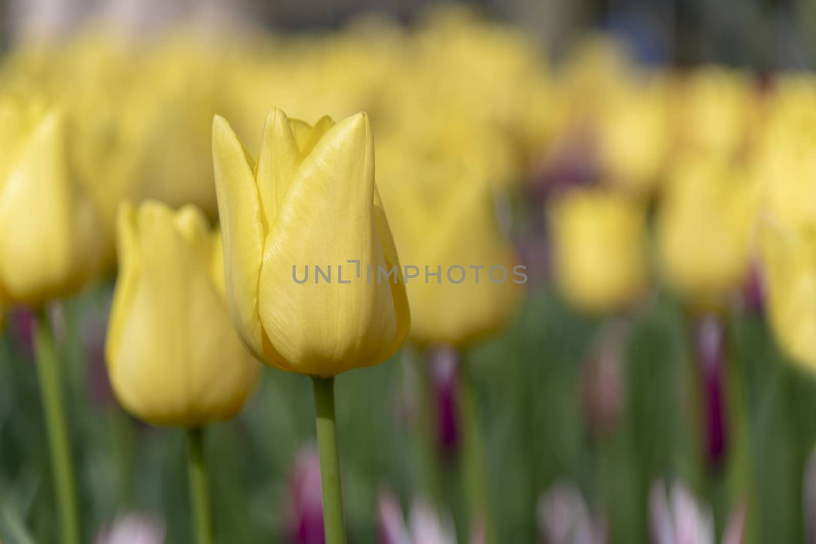 Close up of pure yellow tulips against a blurry yellow blossom flower field by ankorlight