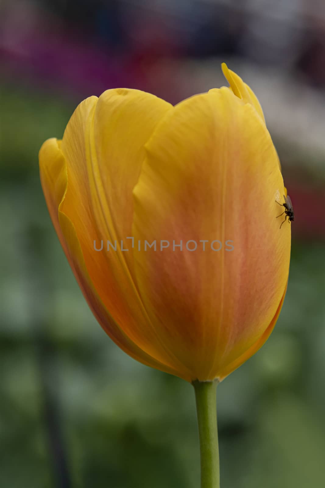 A black fly resting on a yellow orange tulip blossom against a green blurry background by ankorlight