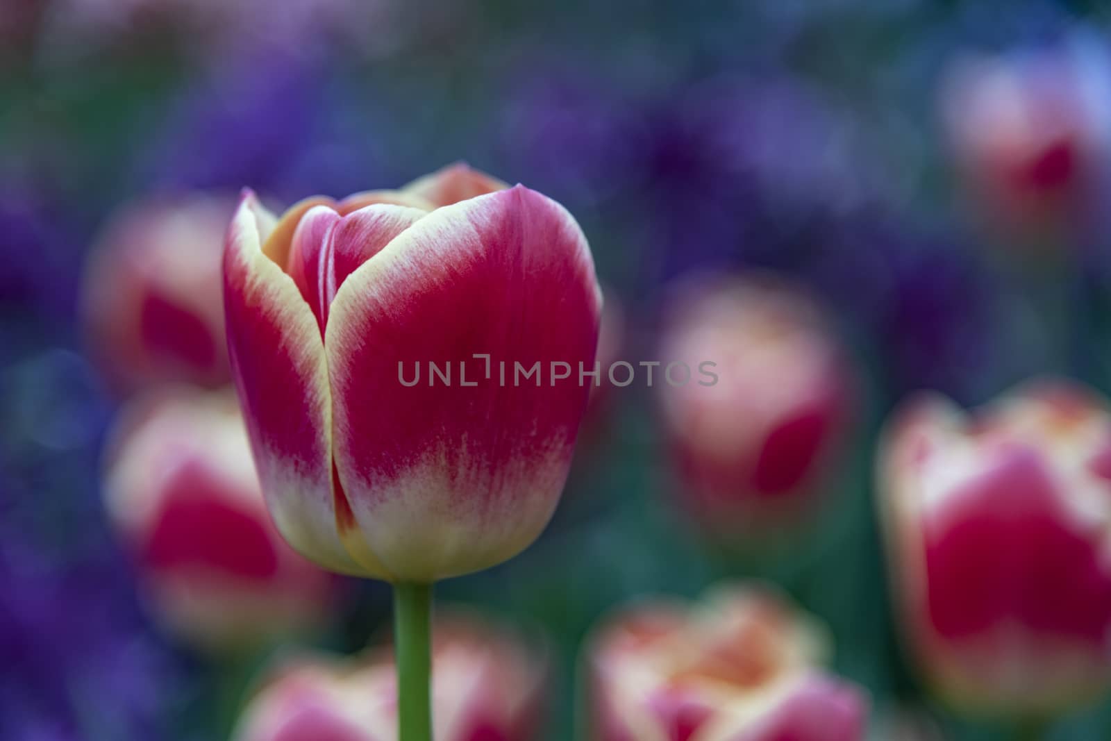 Close up of red and white tulips blossom flower field
