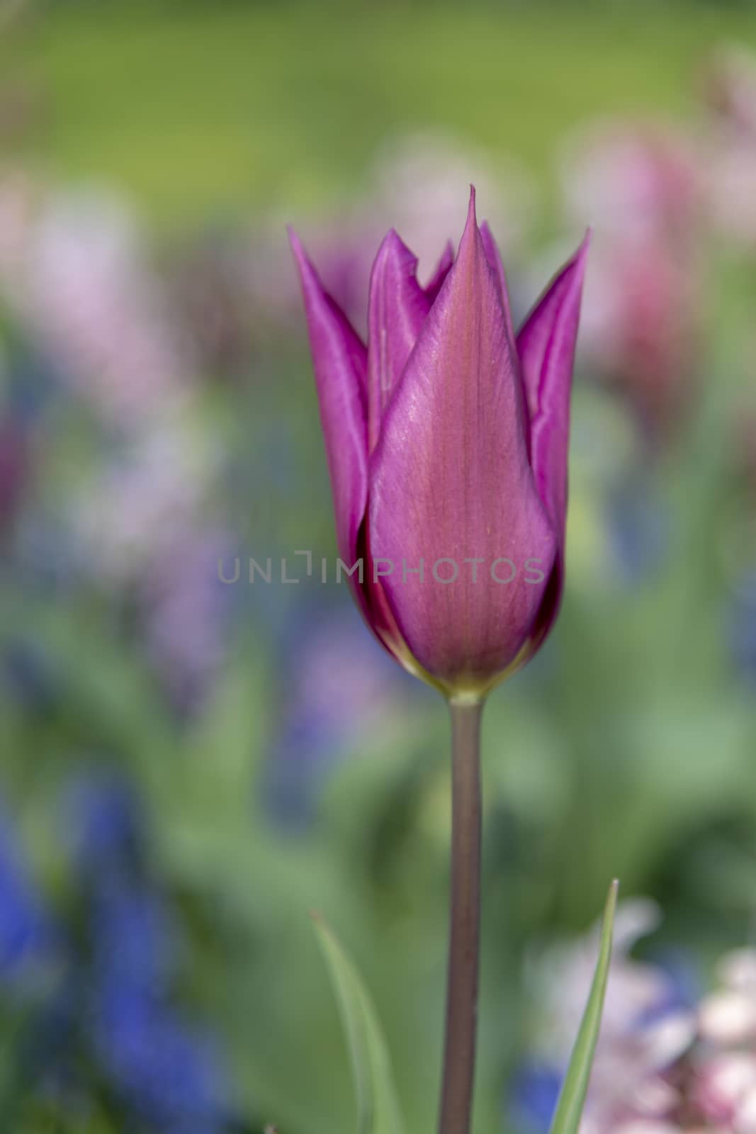 Close up of a dark brown tulips blossom flower in the tulip field by ankorlight
