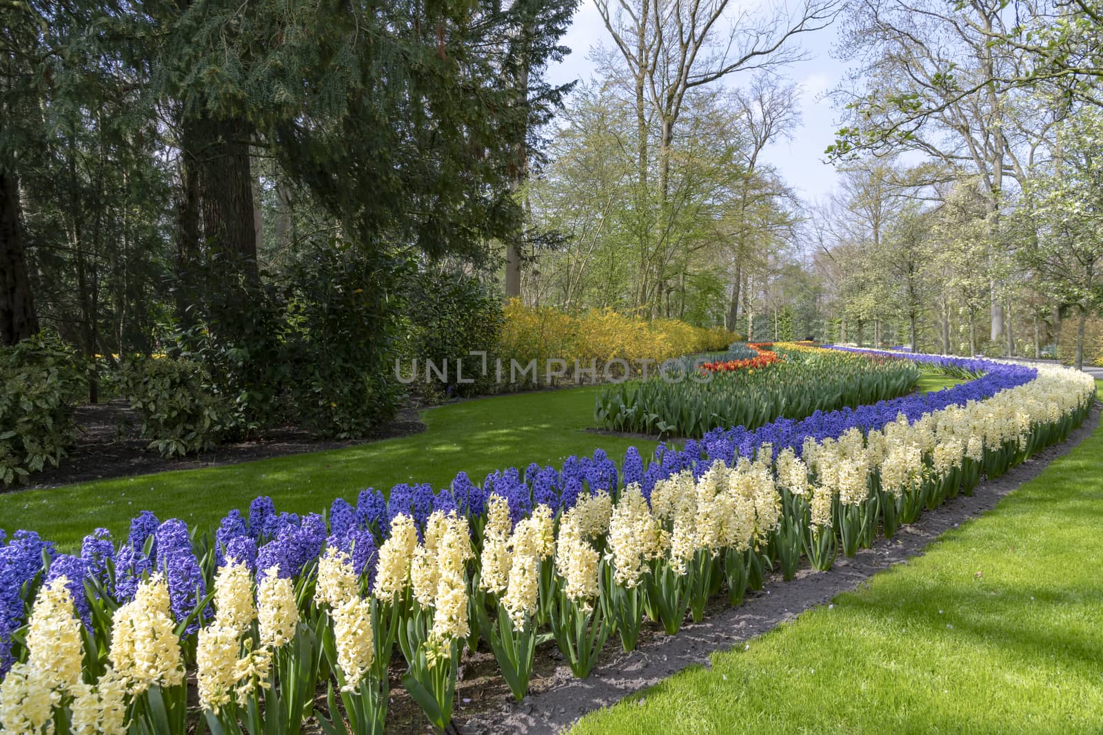 Endless band of blue and white color hyacinths in a well maintained garden with tulips