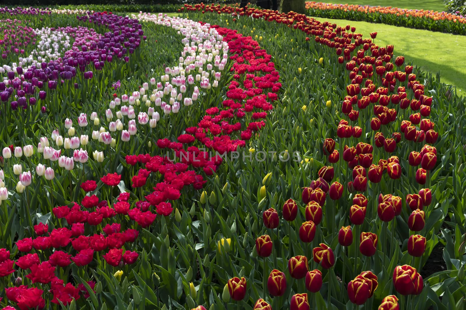 Pure red and pink white color tulips blossom blooming under a very well maintained garden in spring time by ankorlight