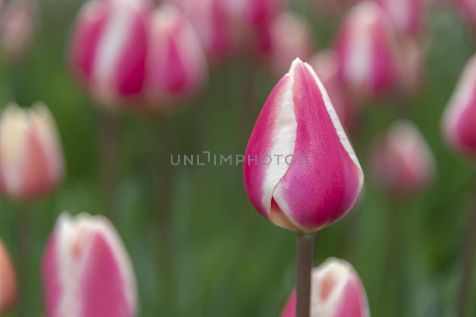 Close up of red and white tulips blossom flower field by ankorlight