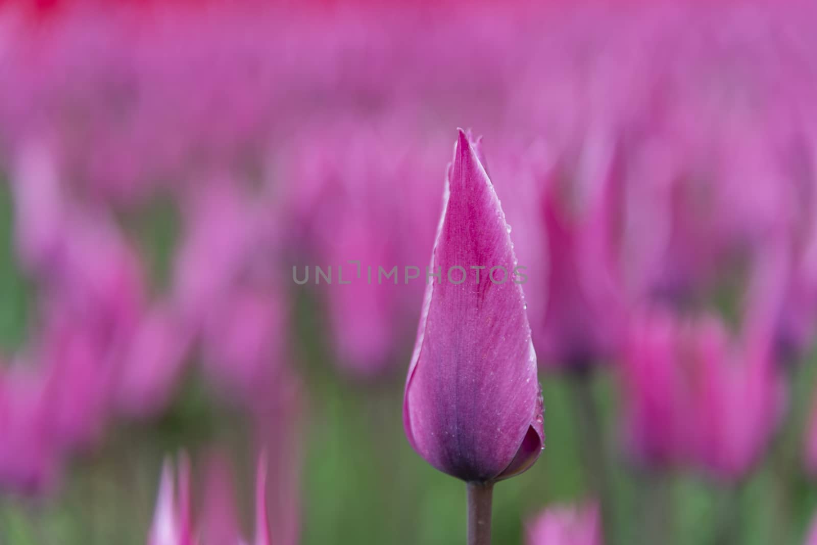 Close up of a dark purple tulips blossom flower under the rain in the tulip field