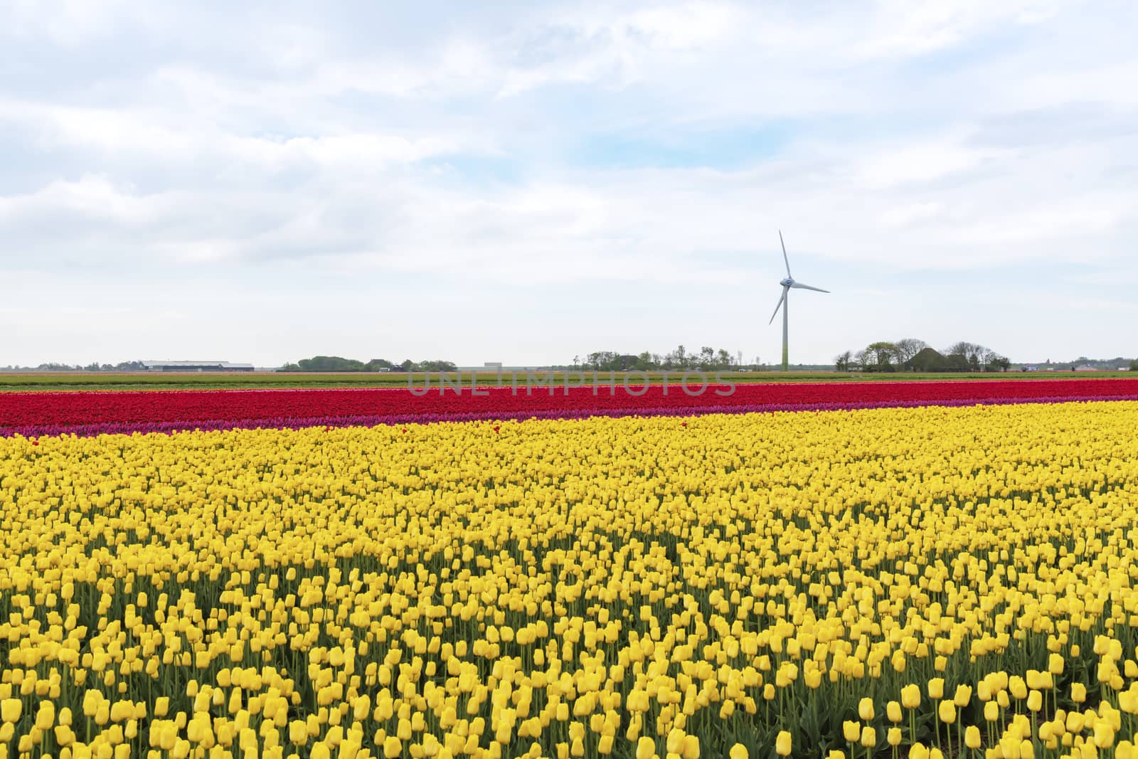Dutch rural landscape with yellow and red tulips bulb farm field and wind turbine in the background