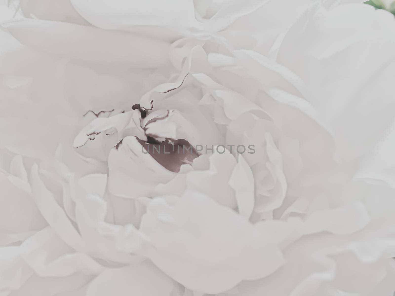 White peony flower as abstract floral background for holiday branding design