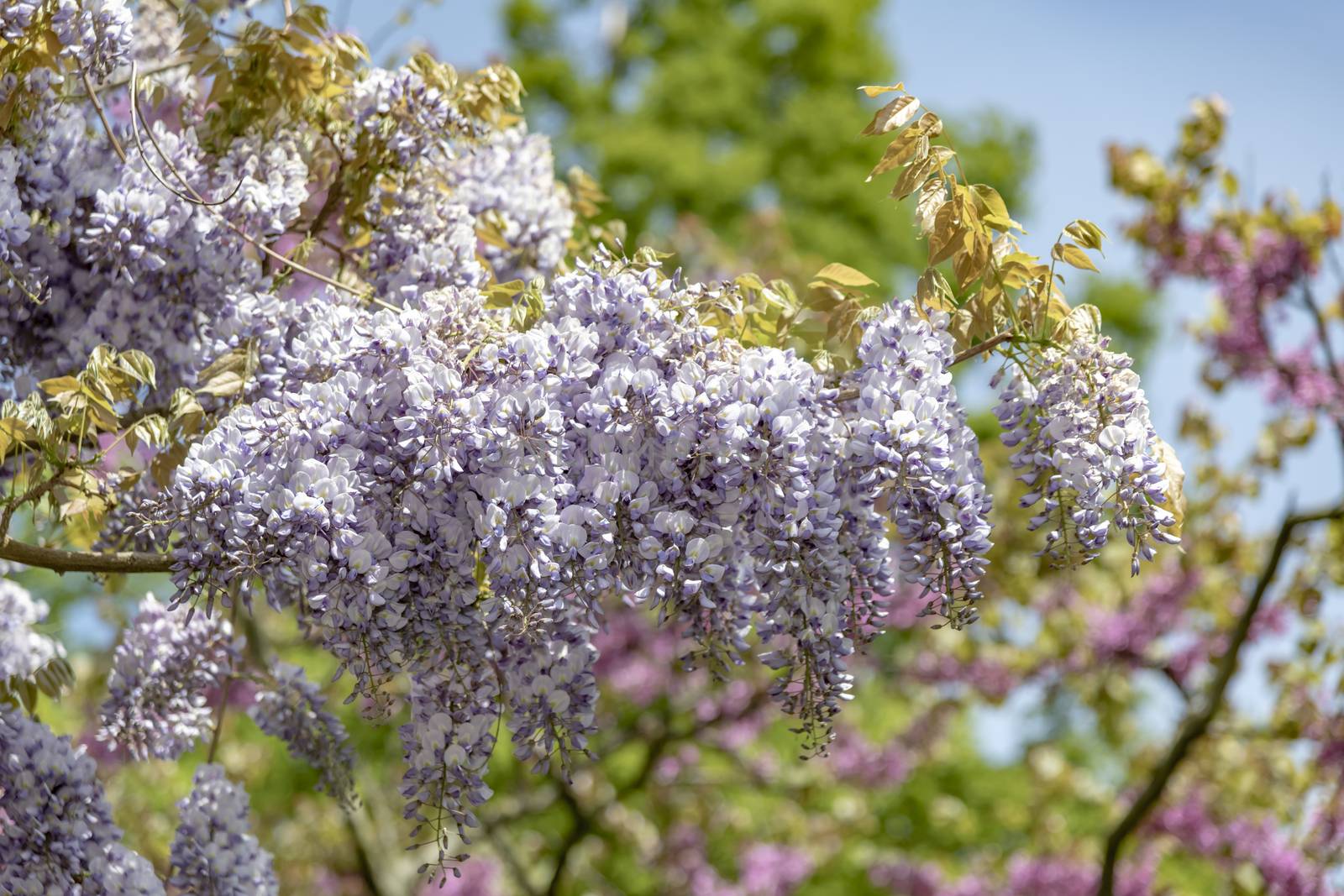 Purple Wisteria or glycine flowering plants in the legume family, Fabaceae (Leguminosae), that includes ten species of woody climbing bines that are native to China