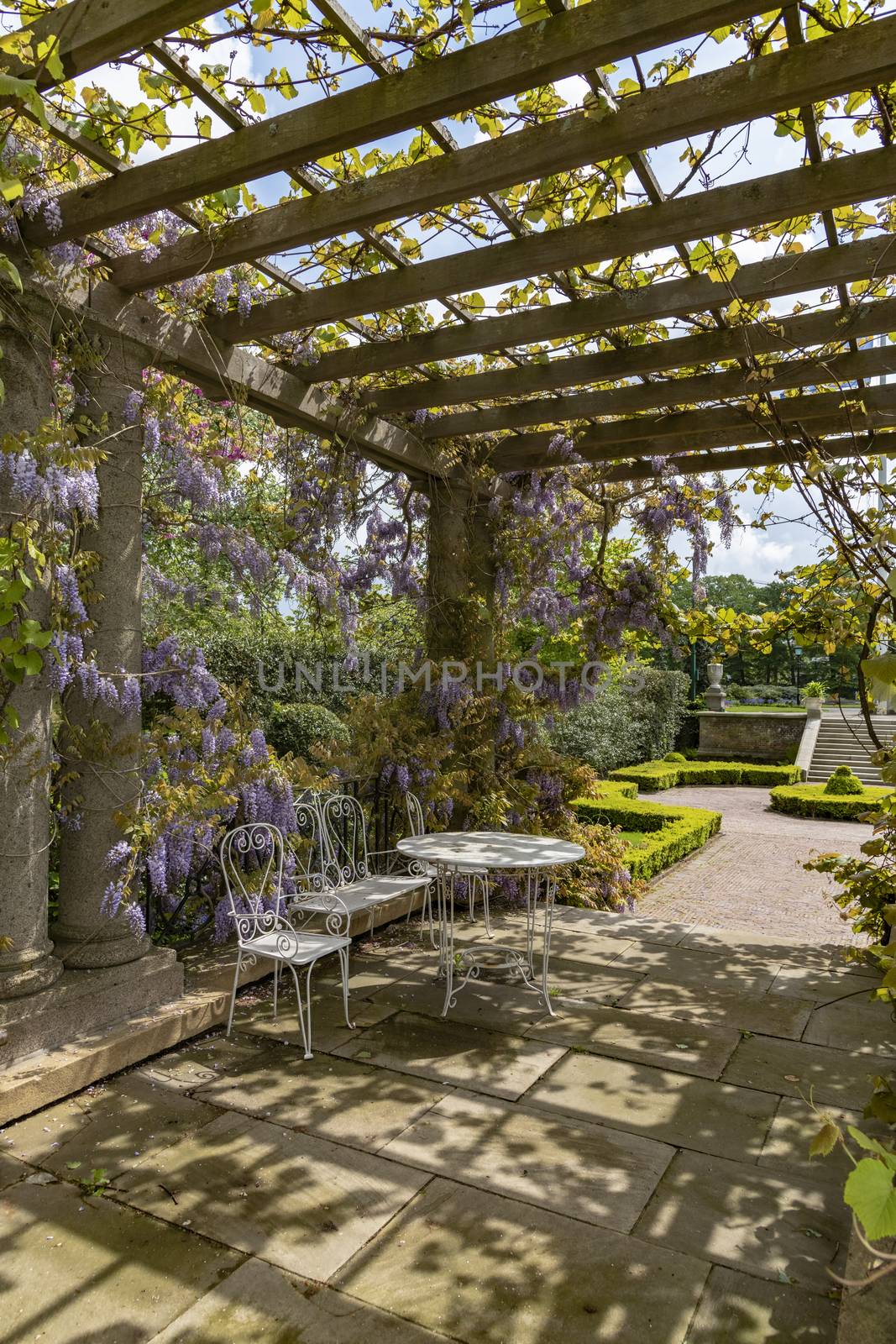 Peaceful garden covered by the wisteria purple color flower with steal table and chair under the hash sun light shadows in spring by ankorlight