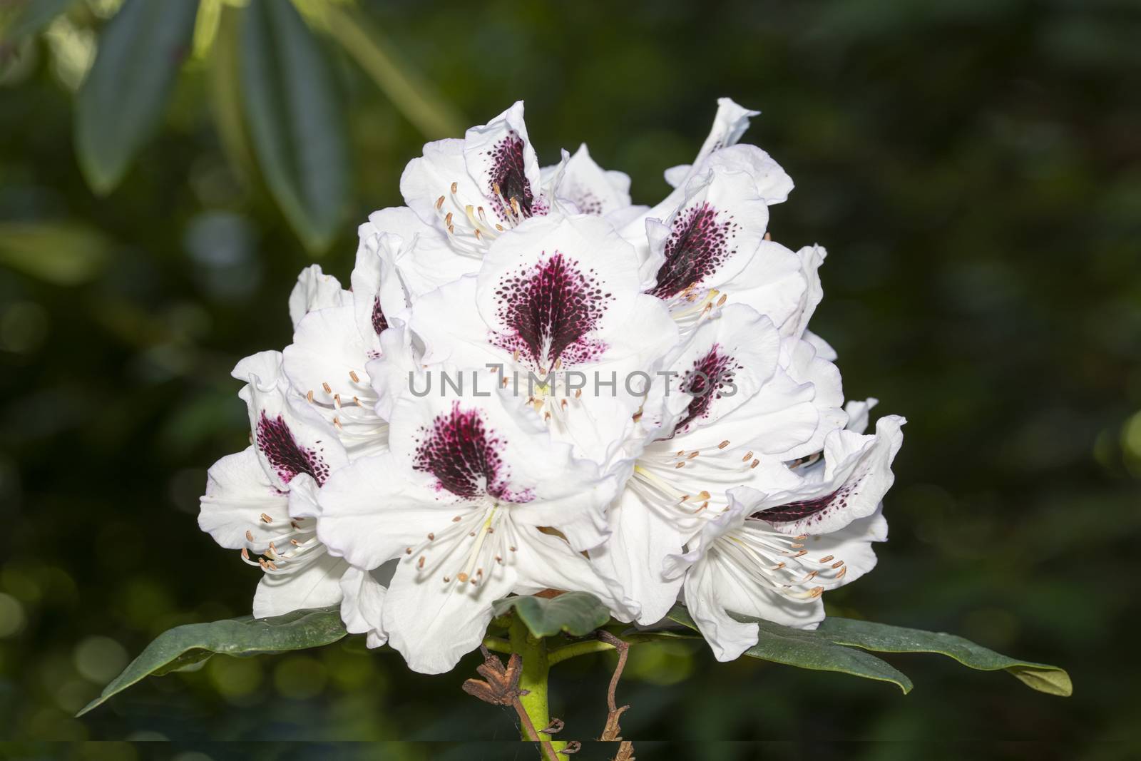 White and deep purple color rhododendron flower blossom under a bright spring day lights