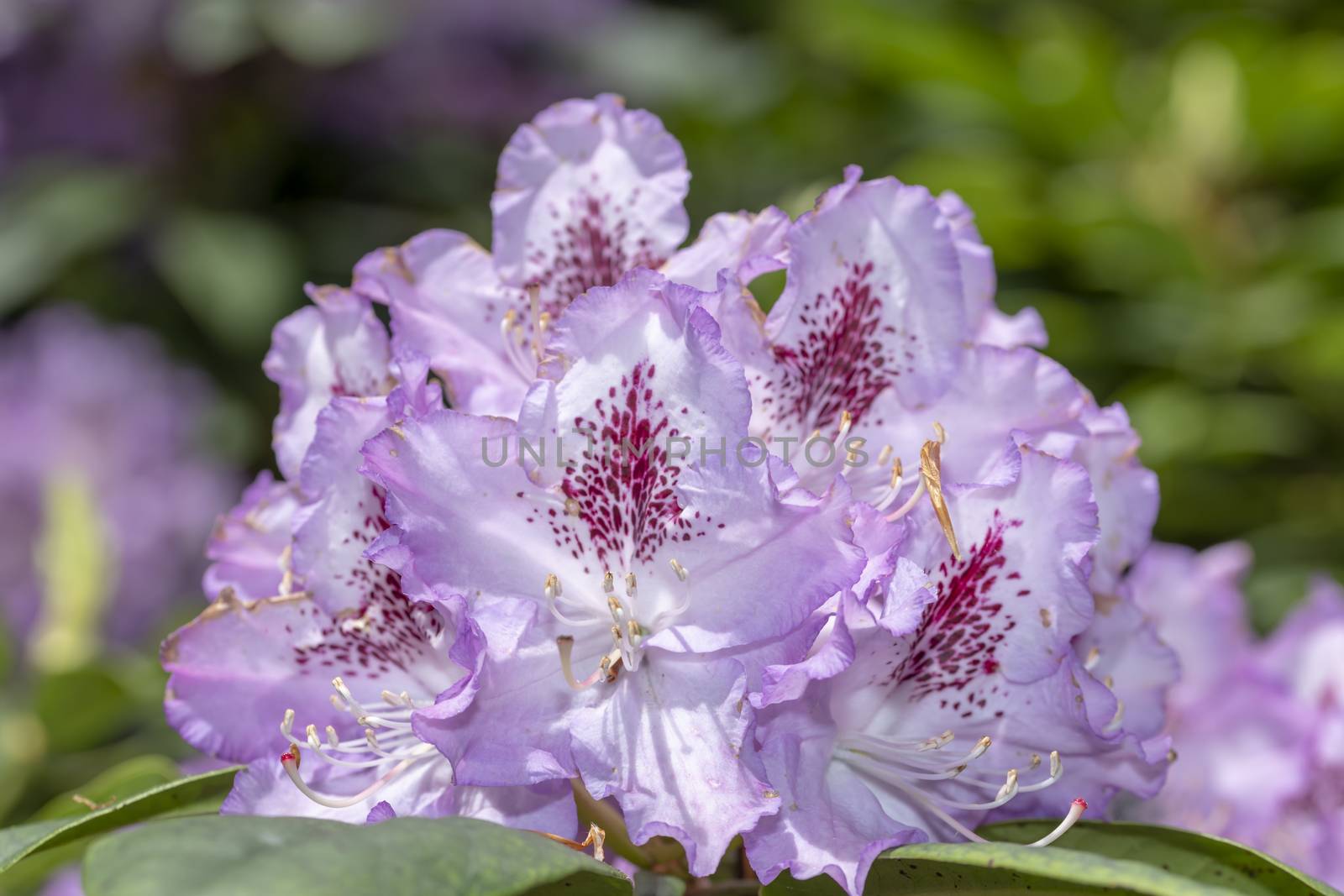 Purple color rhododendron flower blossom under a bright spring day lights
