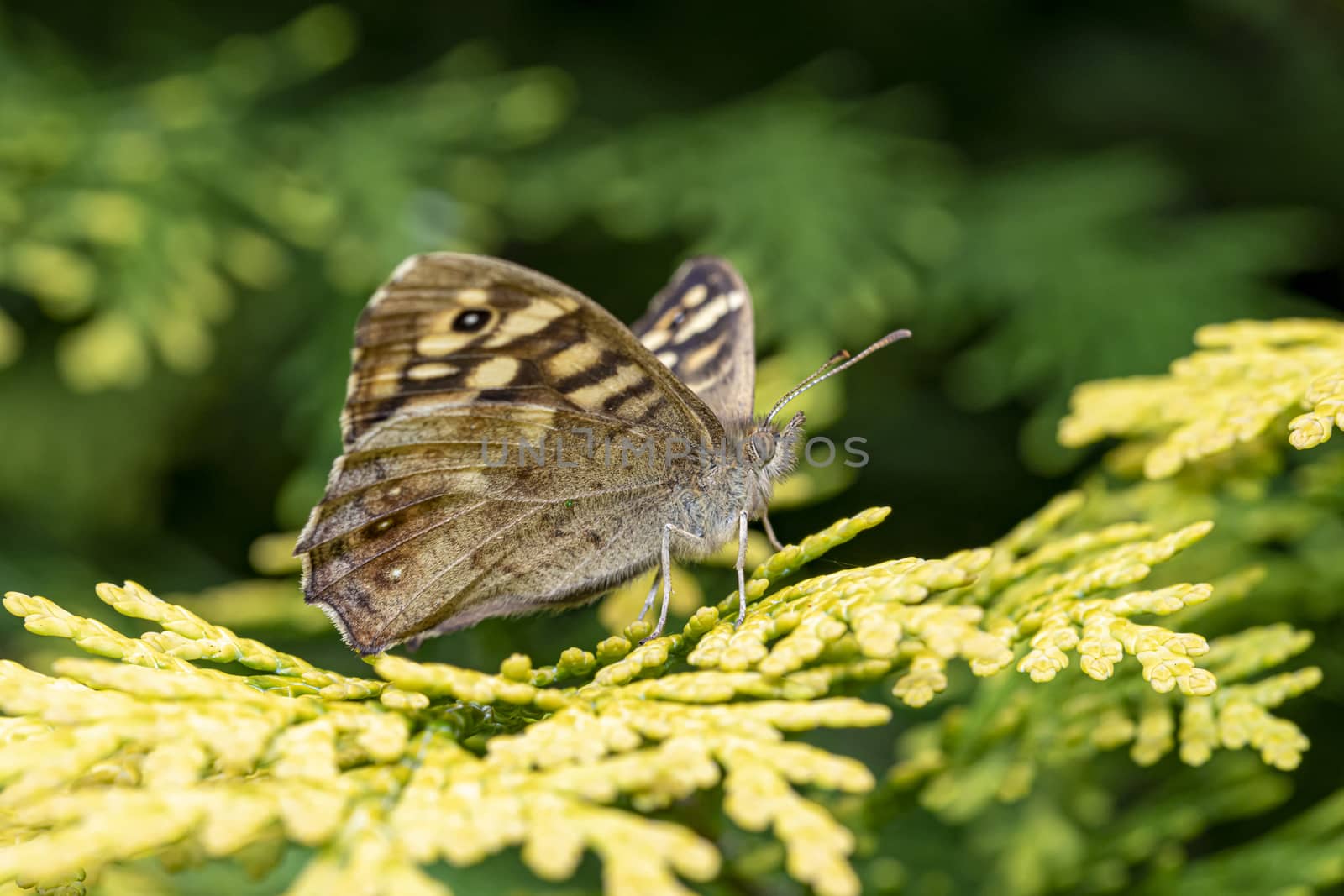 Speckled wood butterfly resting et getting a spring sun bath on a green branch
