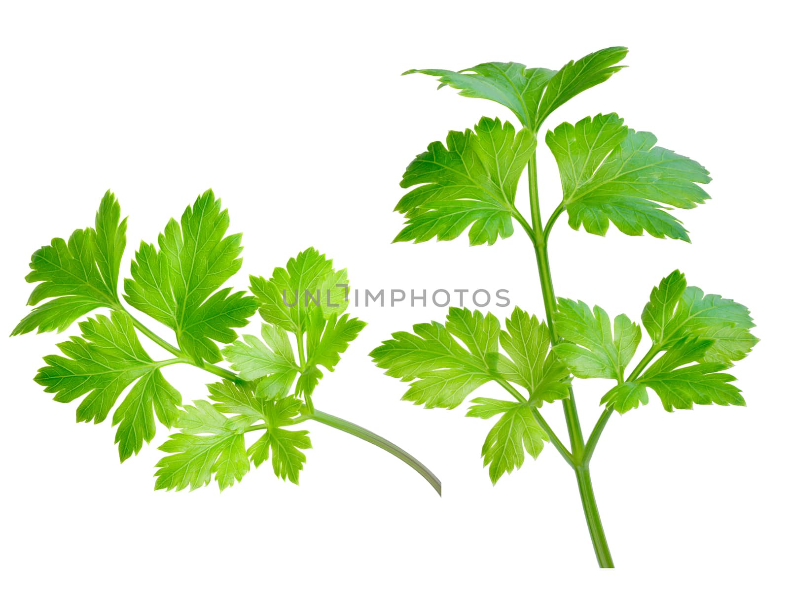Flat-leaved parsley. Clipping path, infinite depth of field,natural colors