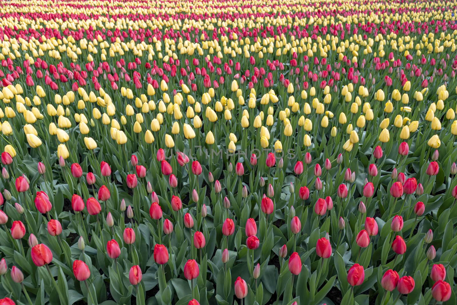 Yellow and red color tulip stripes blossom growing in a well maintained garden in Netherlands  by ankorlight
