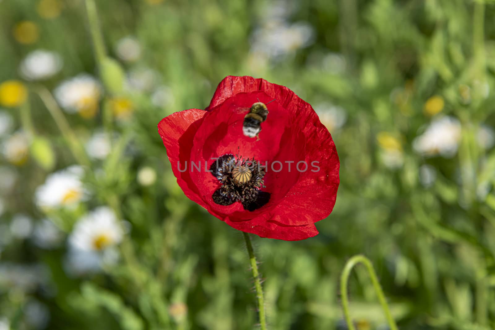 Close-up of blossoming red poppy surrounded by buds