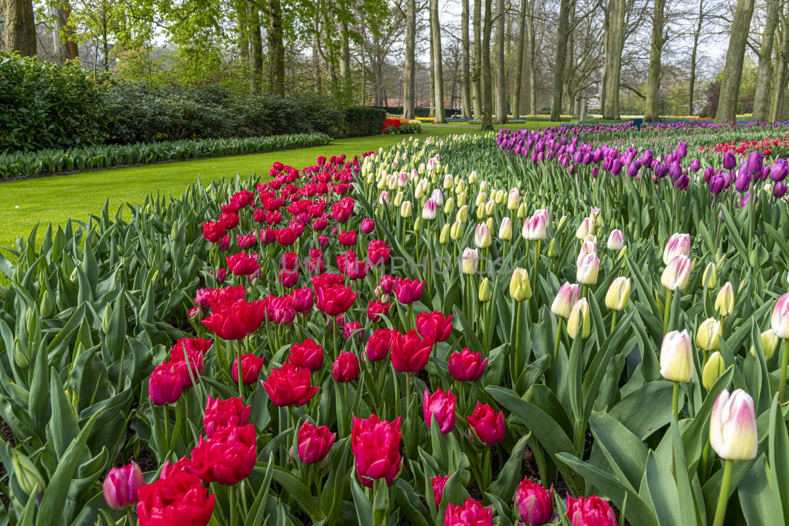 Multi color hyacinth, pure red, pink white color tulips blossom blooming under a very well maintained garden in spring time