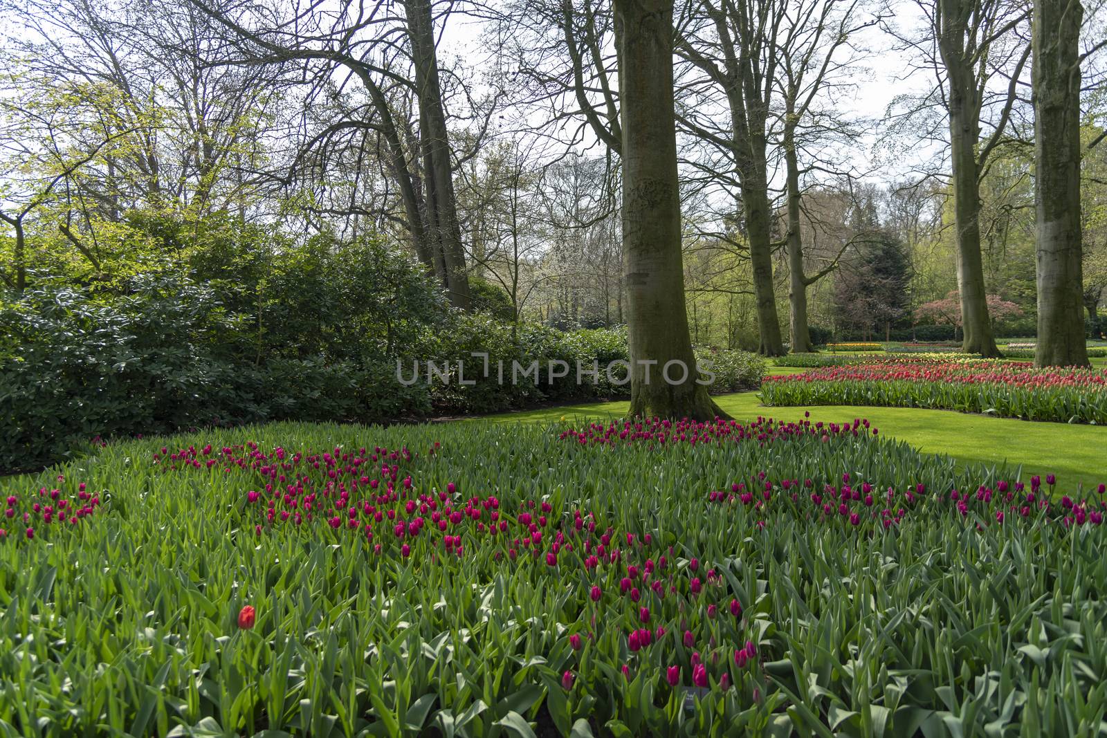 Deep purple color tulips blossom blooming under a very well maintained garden in spring time