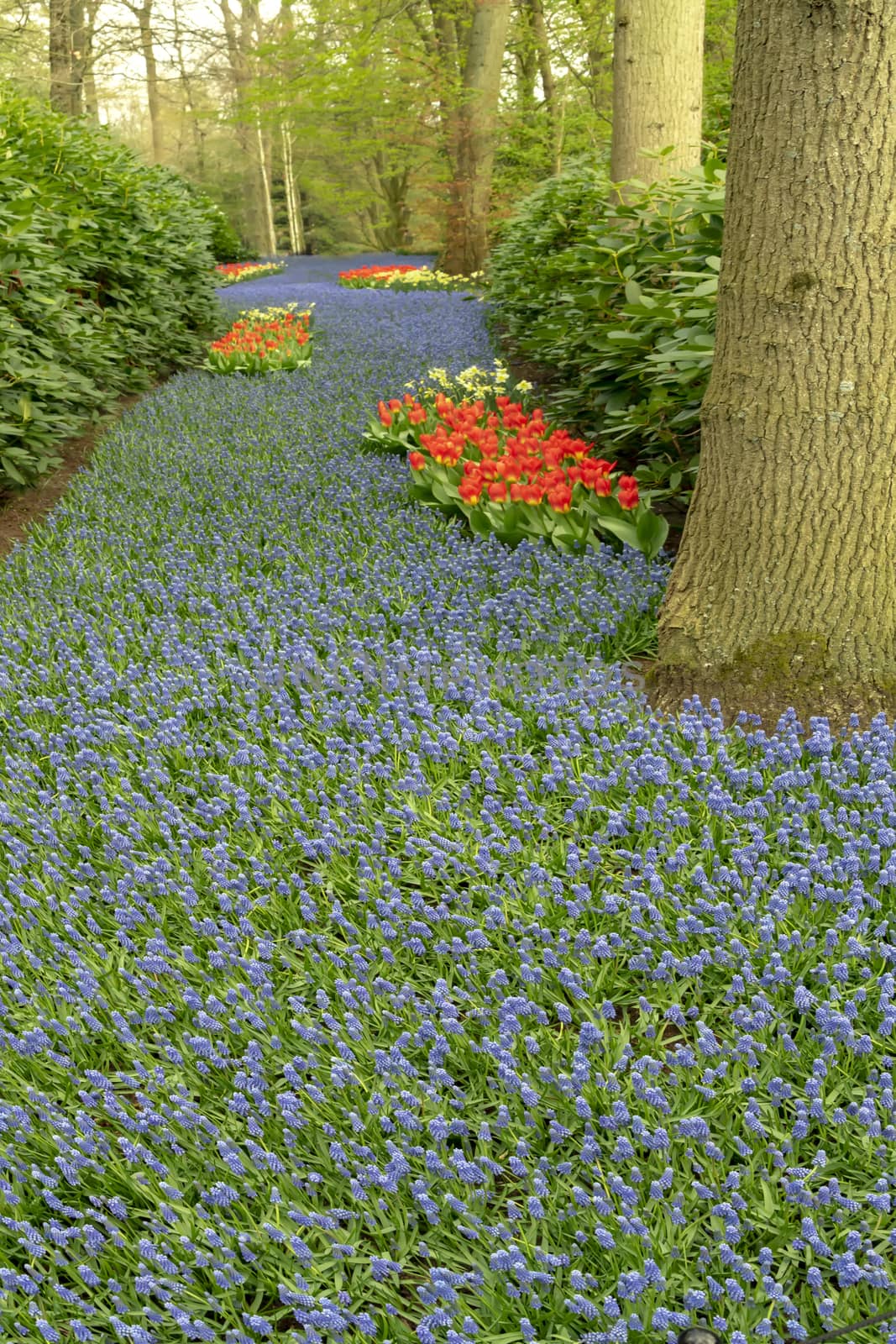 Blues flowers growing around trees and green grass in a well maintained spring garden in Netherlands
