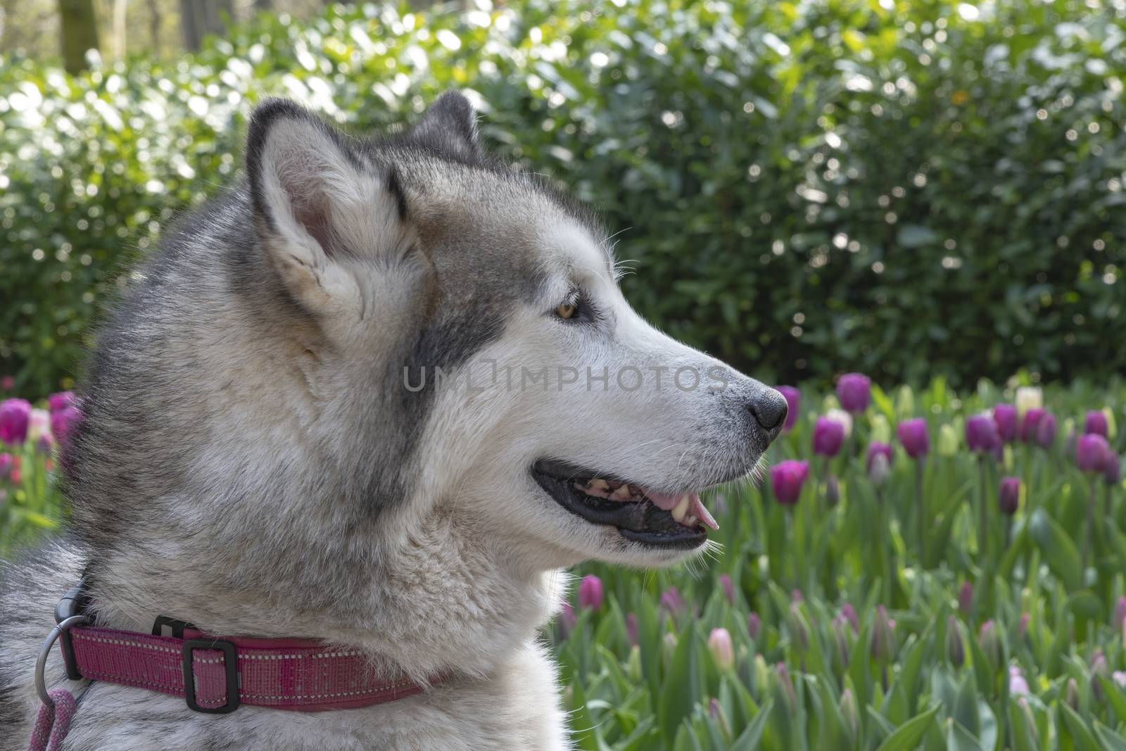White grey Husky dog laying on the green grass surrounding by tulips flowers under a sunny sky light waiting for this master to come back