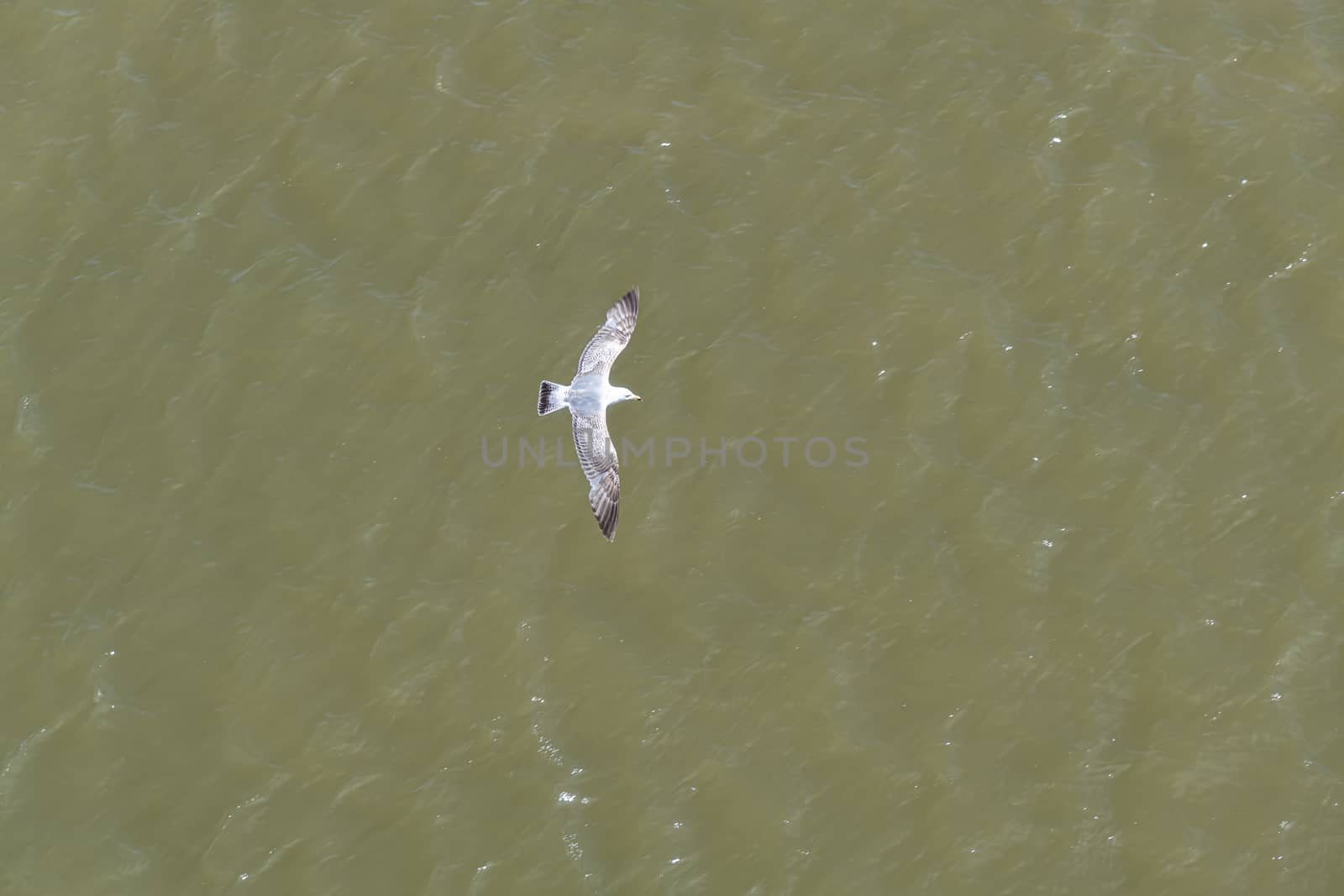 Down view of a seagull with his shadow flying above a green water of the North Sea by ankorlight