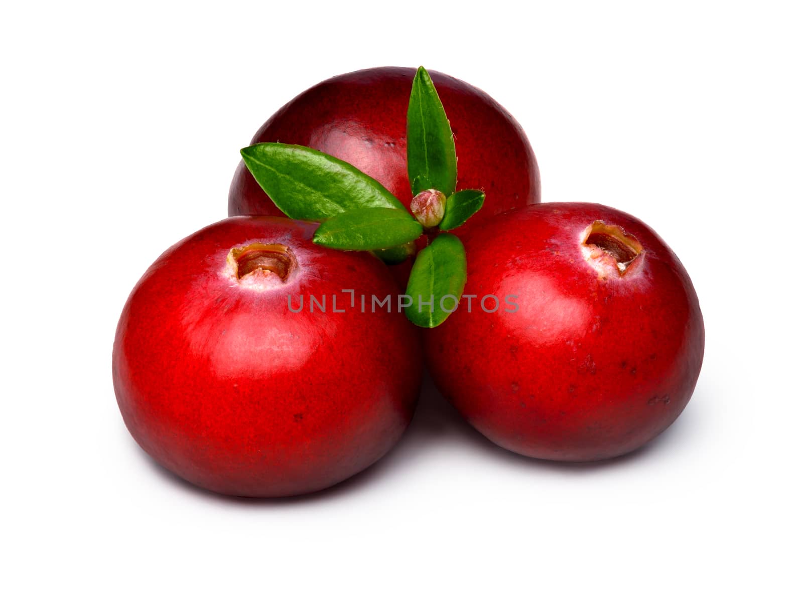 Three wild cranberries with leaves. Clipping paths, infinite depth of field, retouched.