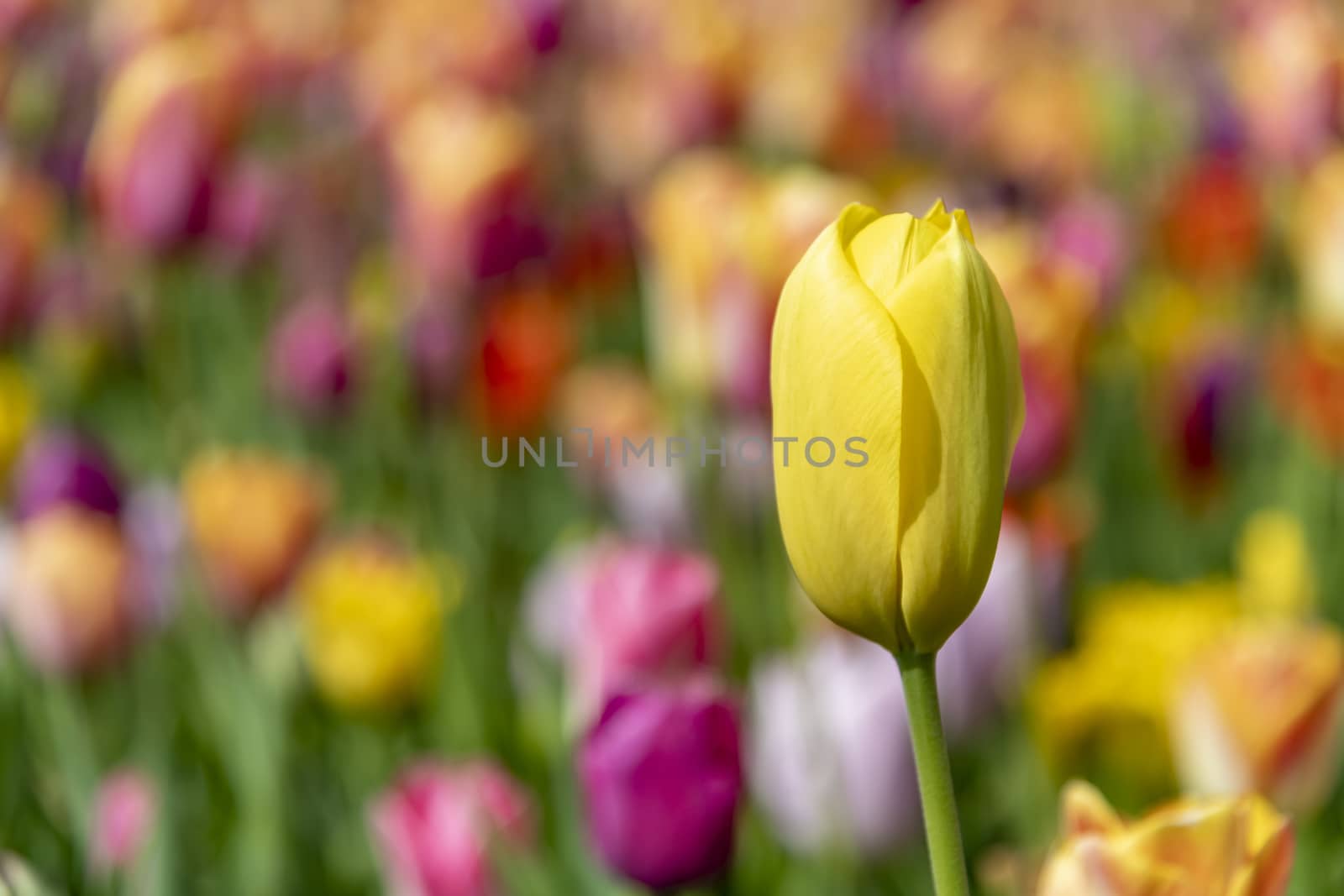 Close up of a yellow tulips blossom flower in the tulip field by ankorlight