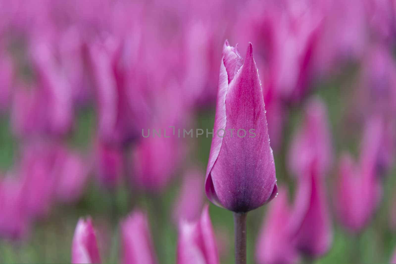 Close up of a dark purple tulips blossom flower under the rain in the tulip field