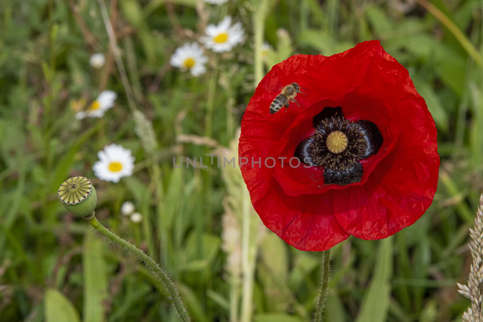 Close-up of blossoming red poppy surrounded by buds and bees
