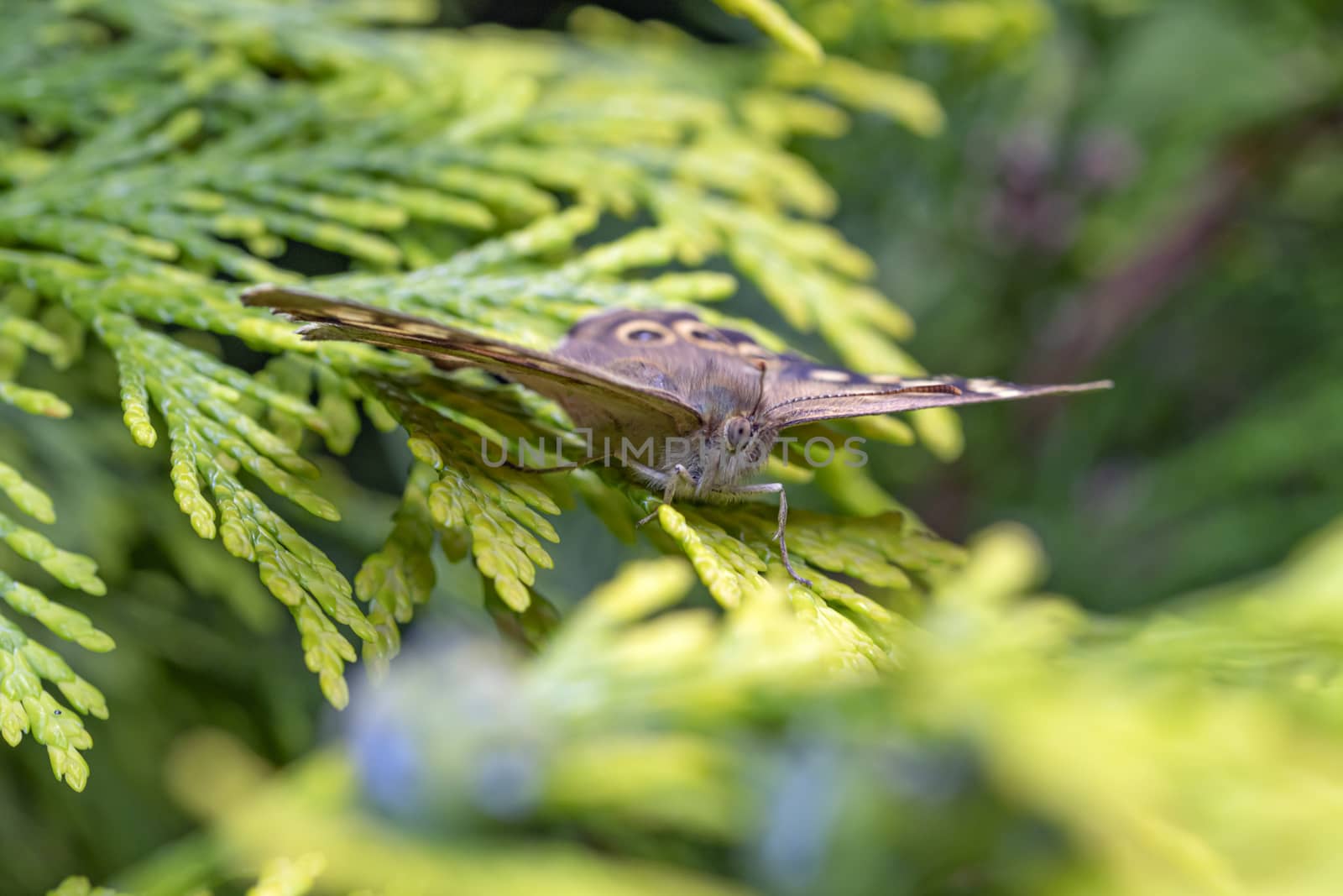 Speckled wood butterfly resting et getting a spring sun bath on a green branch by ankorlight