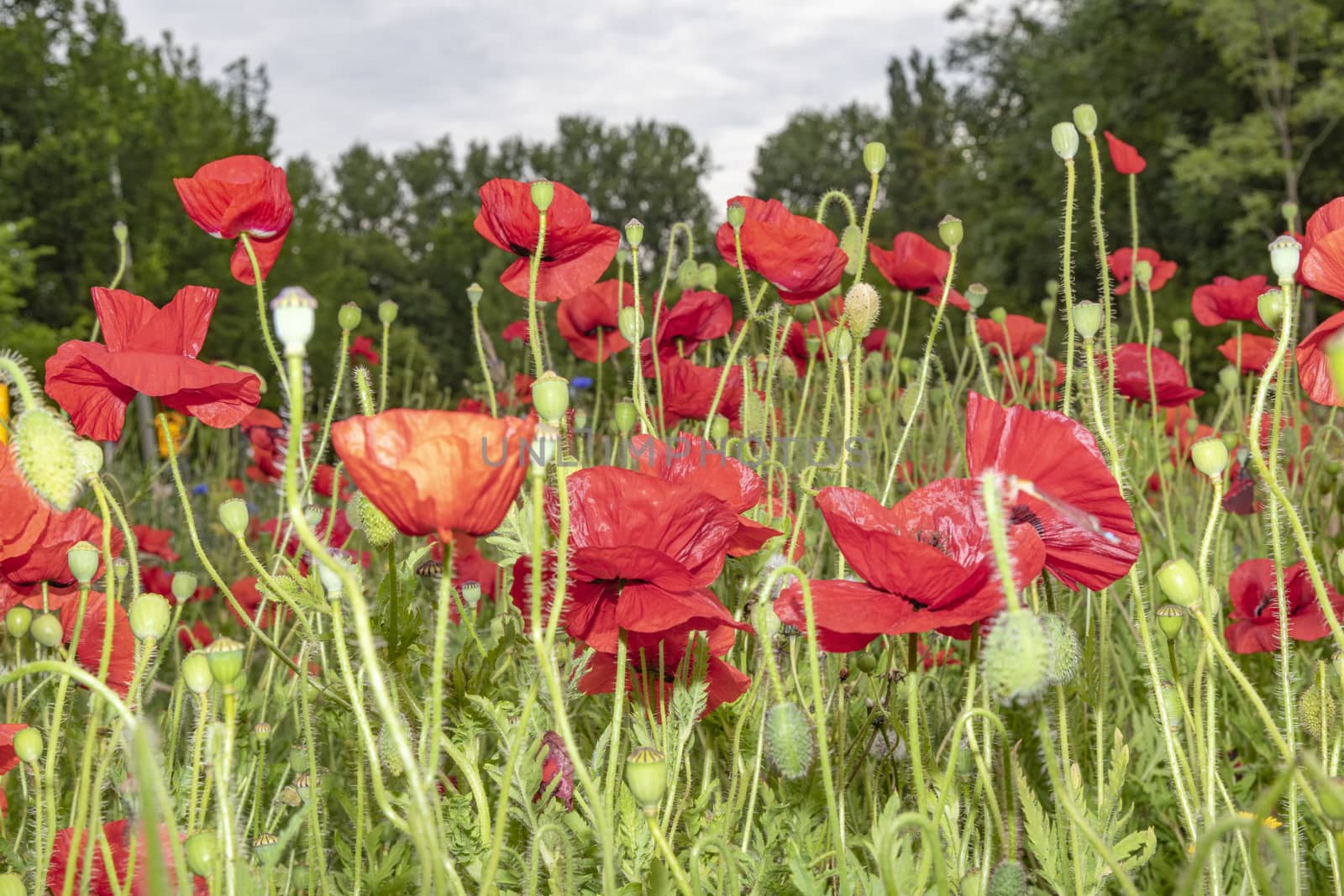 Poppies flowers by ankorlight