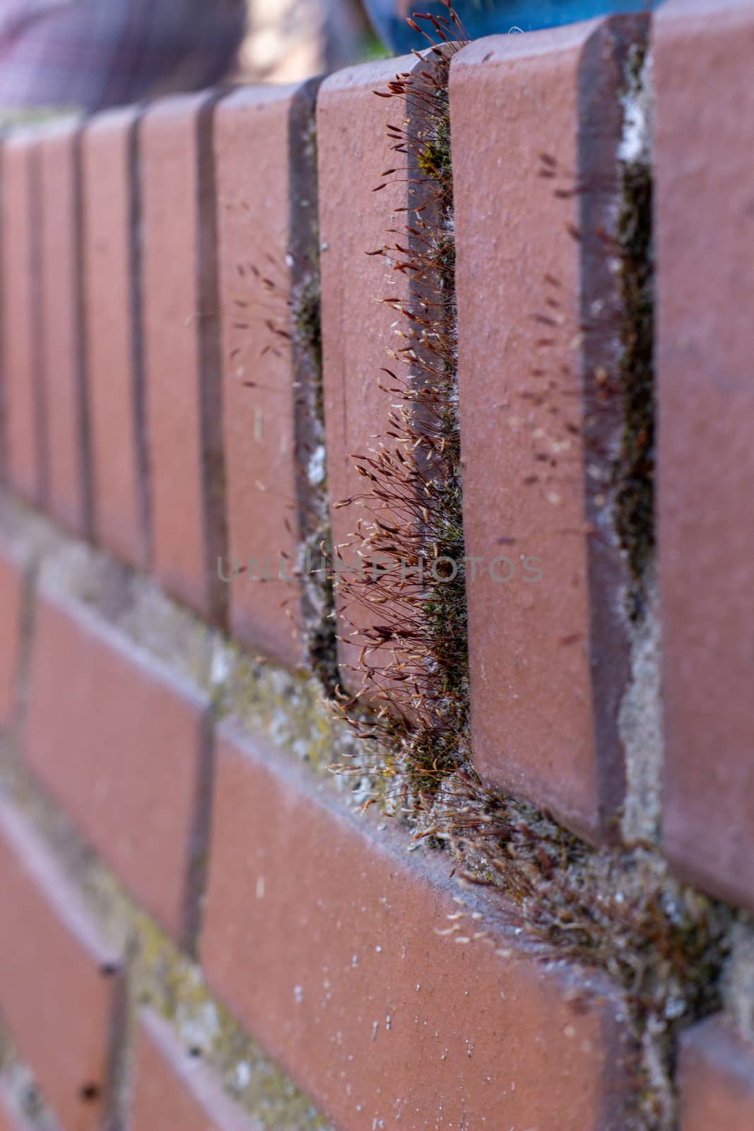 Moss among the bricks of the building.
