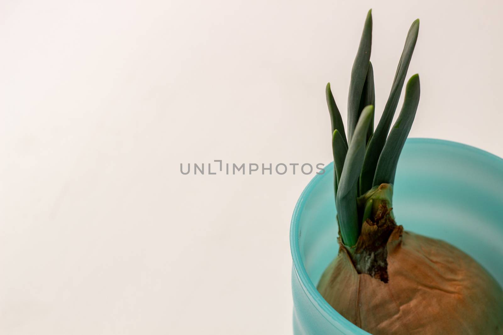 Green onion with root in a glass on a white background.