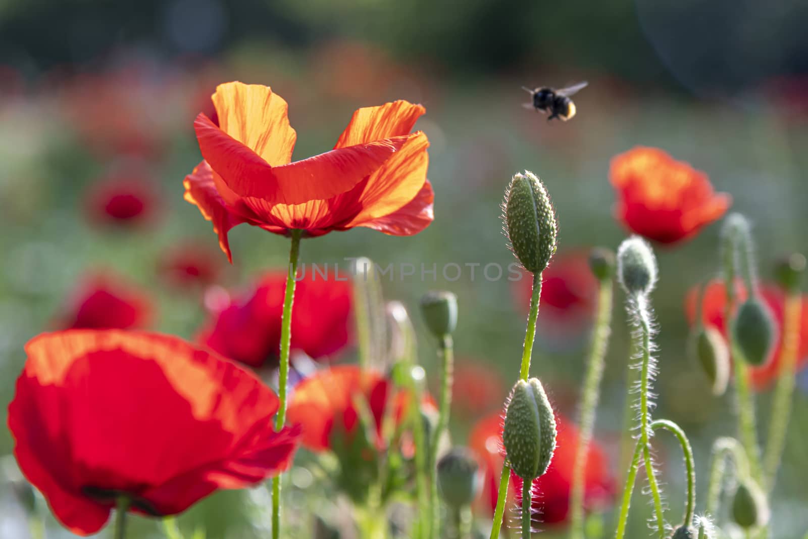 Close-up of blossoming red poppy surrounded by buds by ankorlight