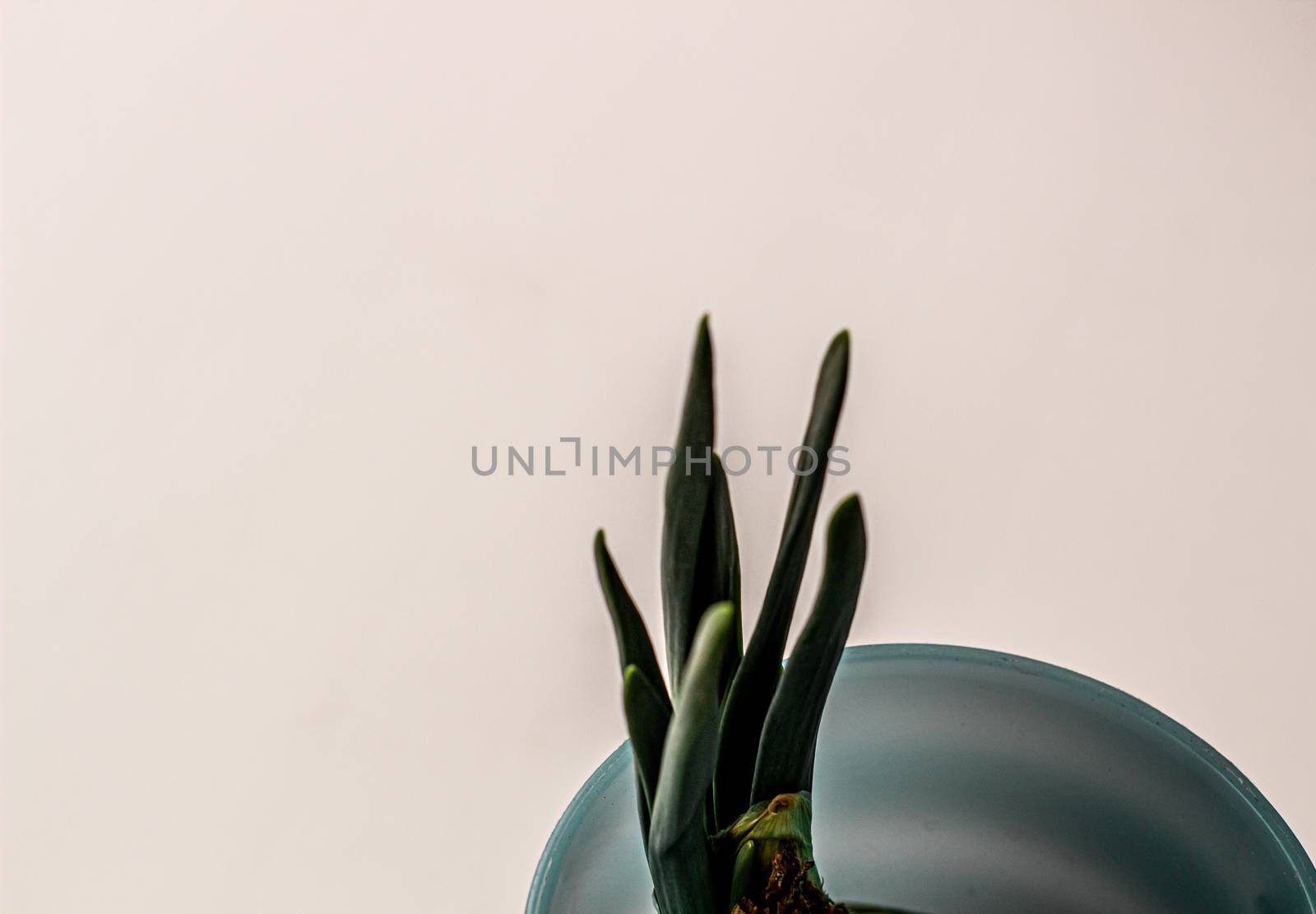 Green onion with root in a glass on a white background.