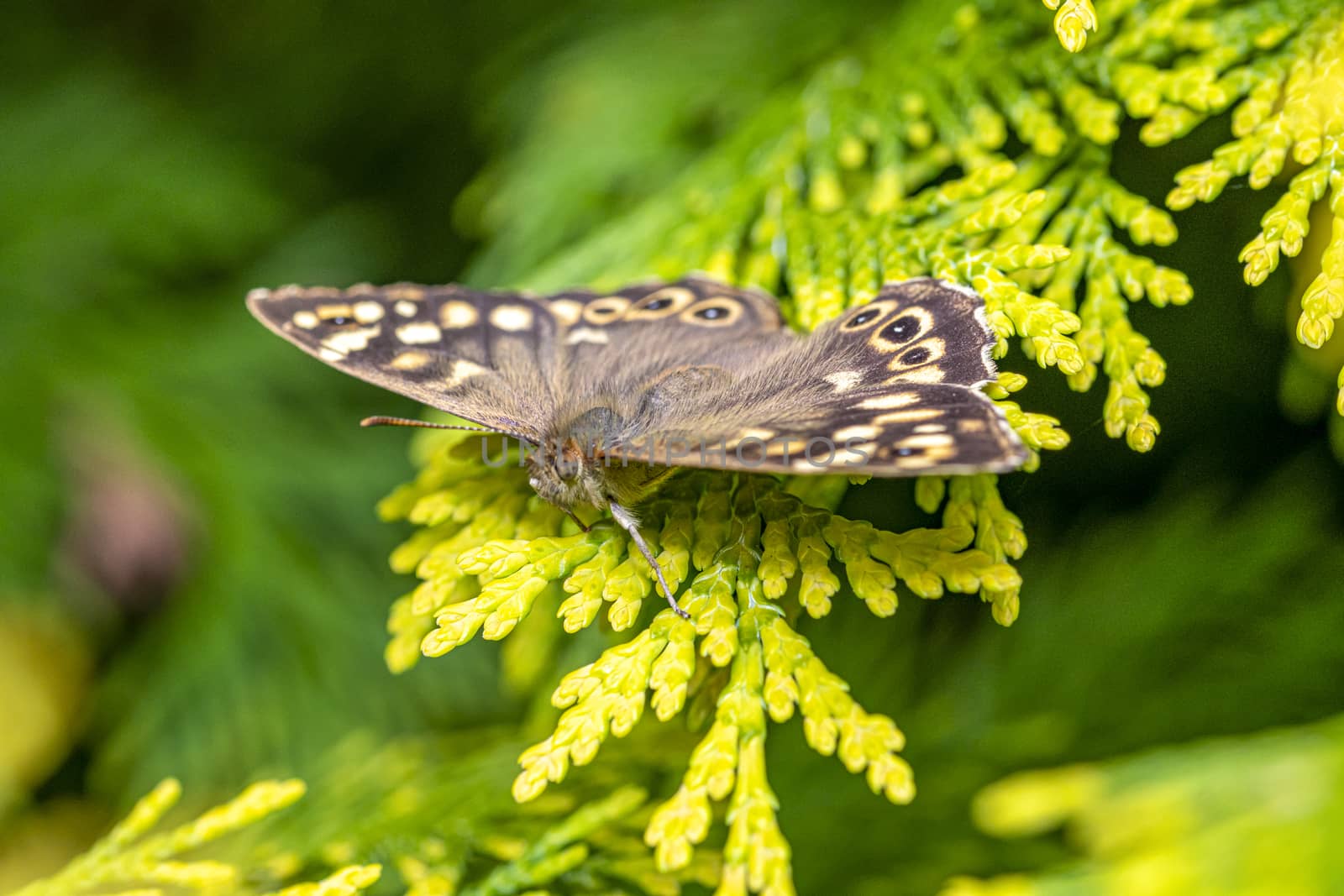 Speckled wood butterfly resting et getting a spring sun bath on a green branch